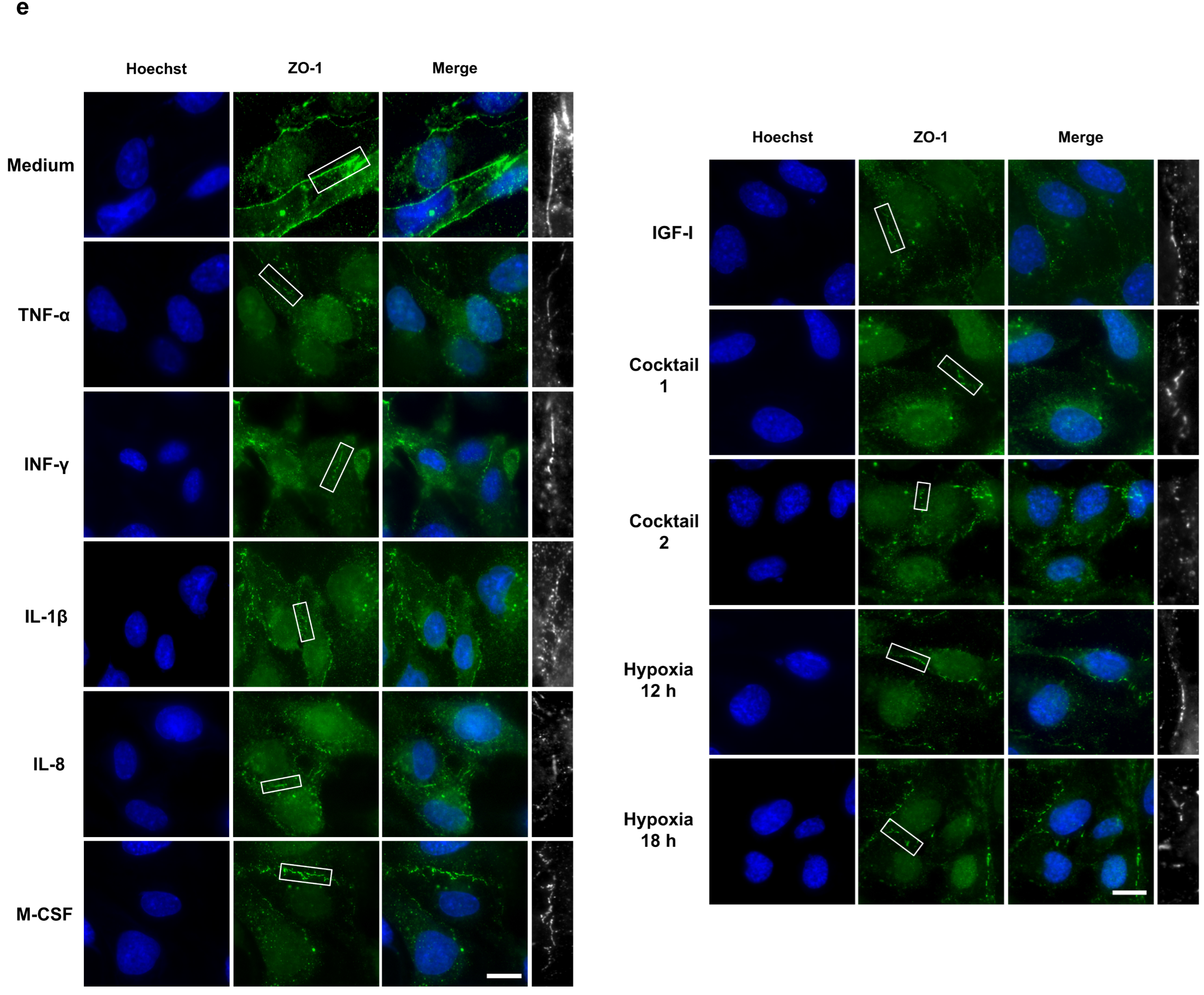 Cells 11 03878 g005b