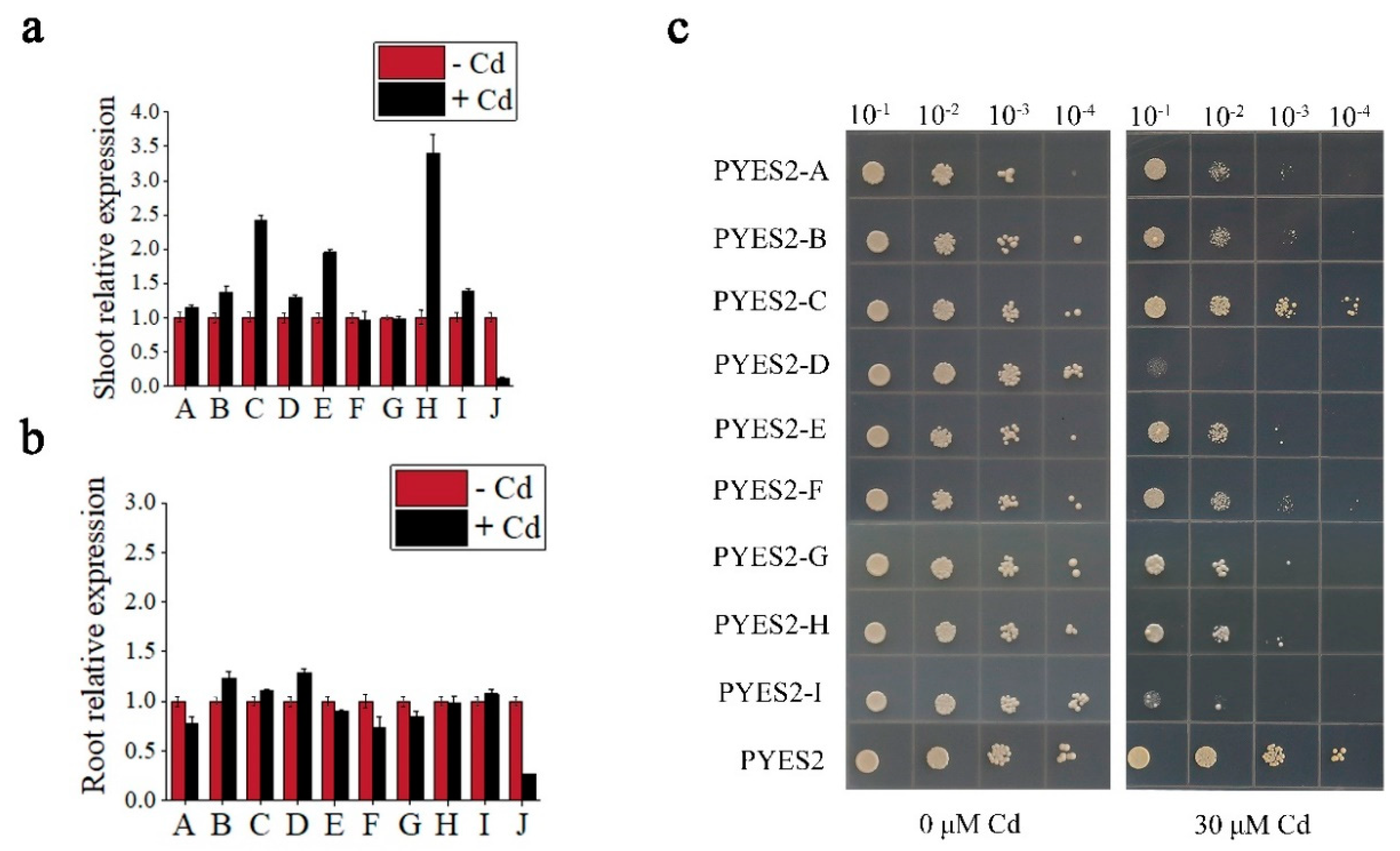 Cells 11 03888 g001 Cells 11 03888 g001