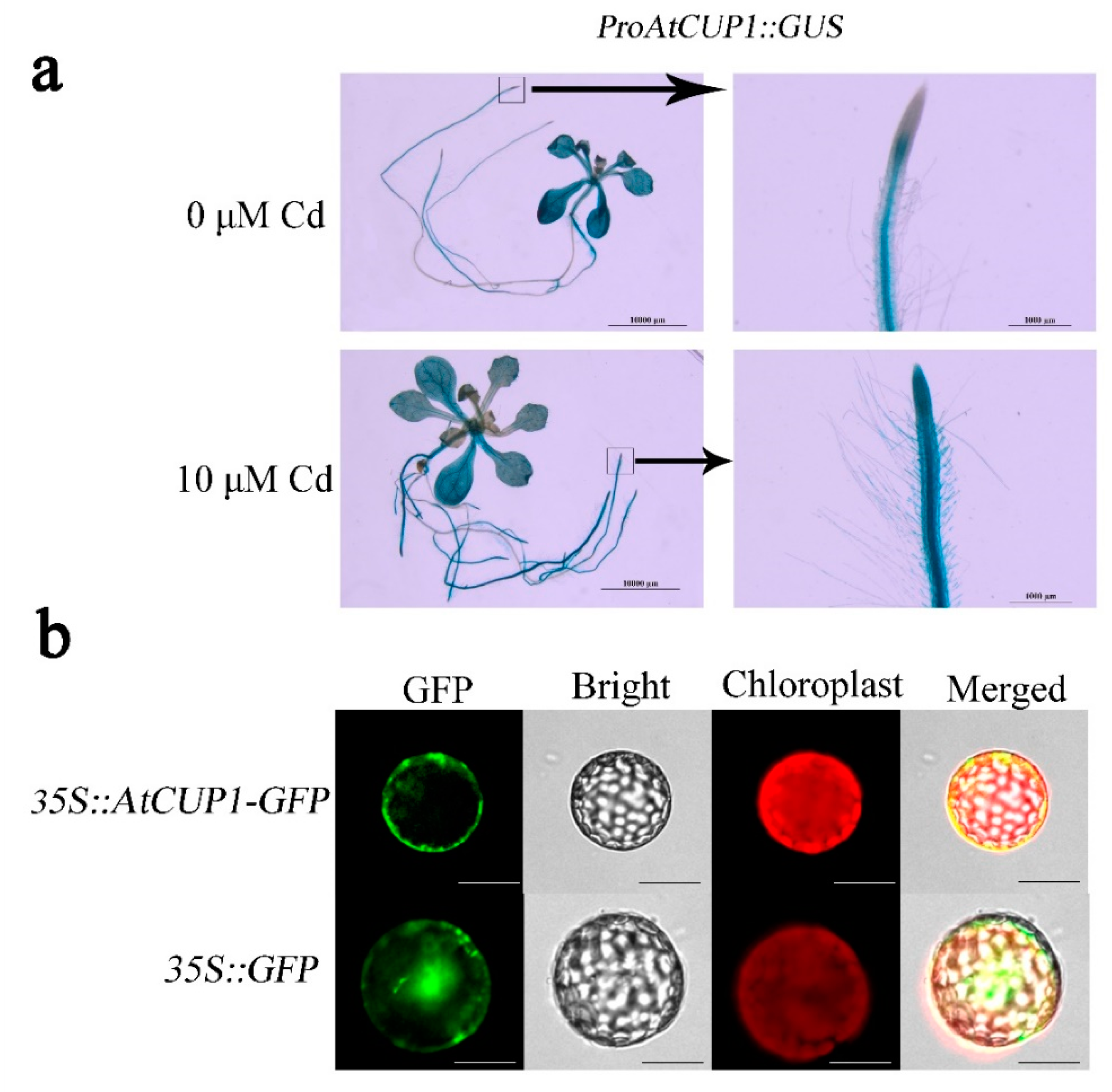 Cells 11 03888 g002 Cells 11 03888 g002