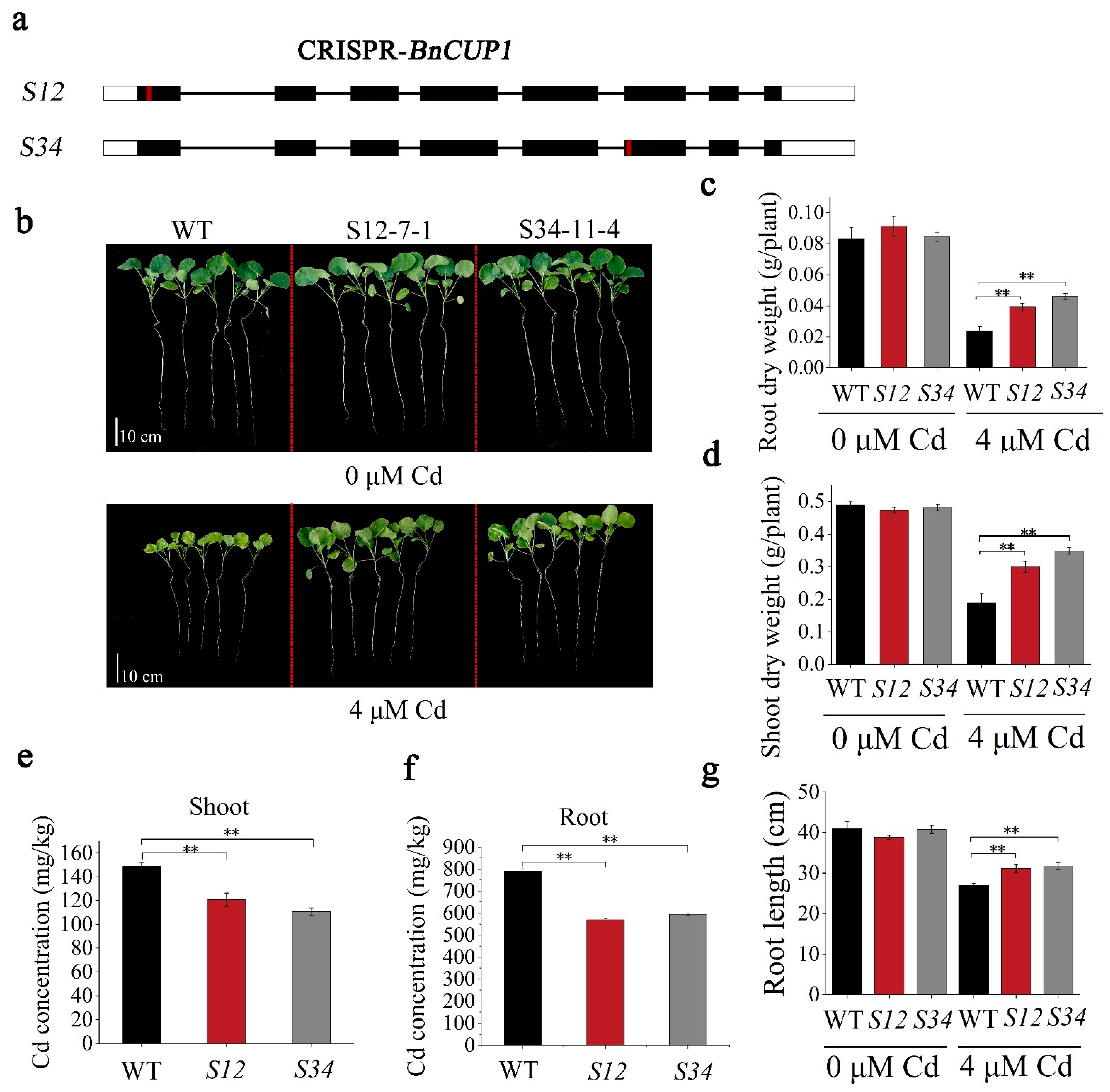 Cells 11 03888 g005 Cells 11 03888 g005