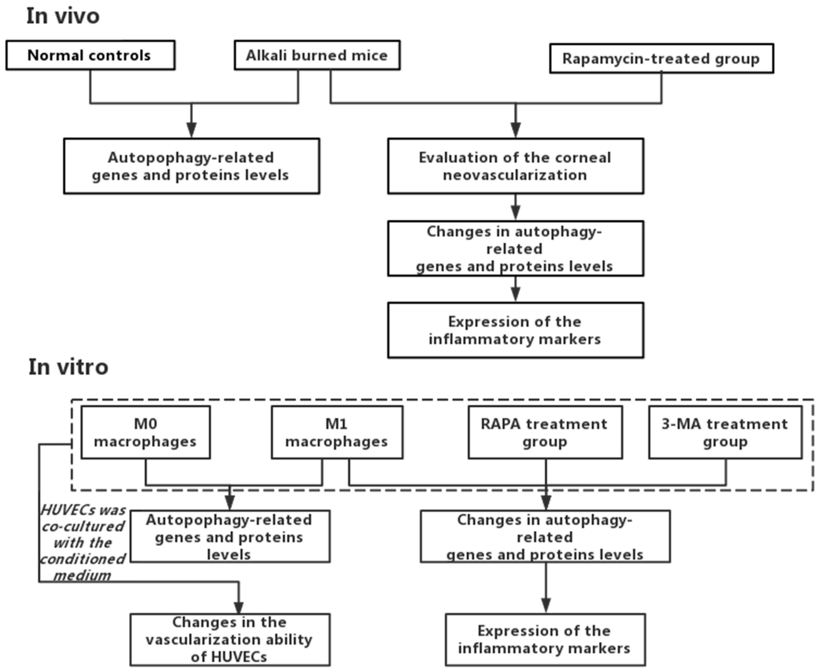Cells 11 03895 g001 Cells 11 03895 g001