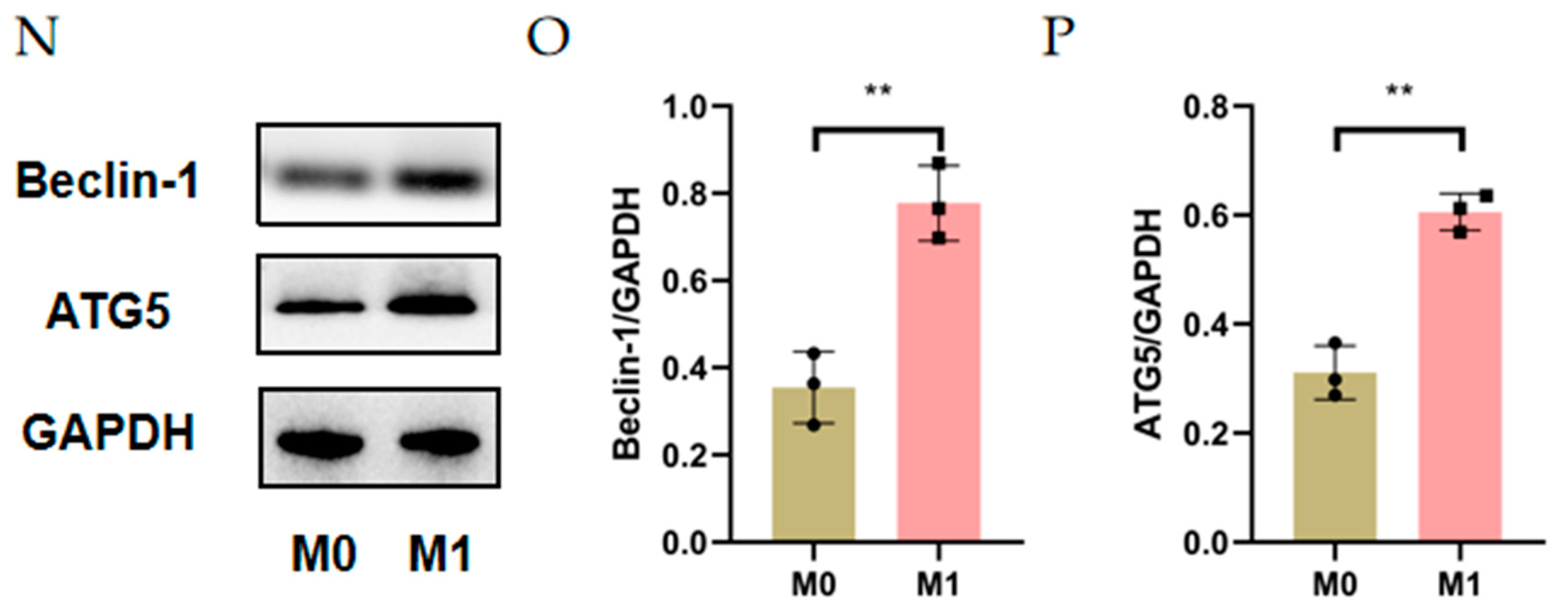 Cells 11 03895 g002b Cells 11 03895 g002b