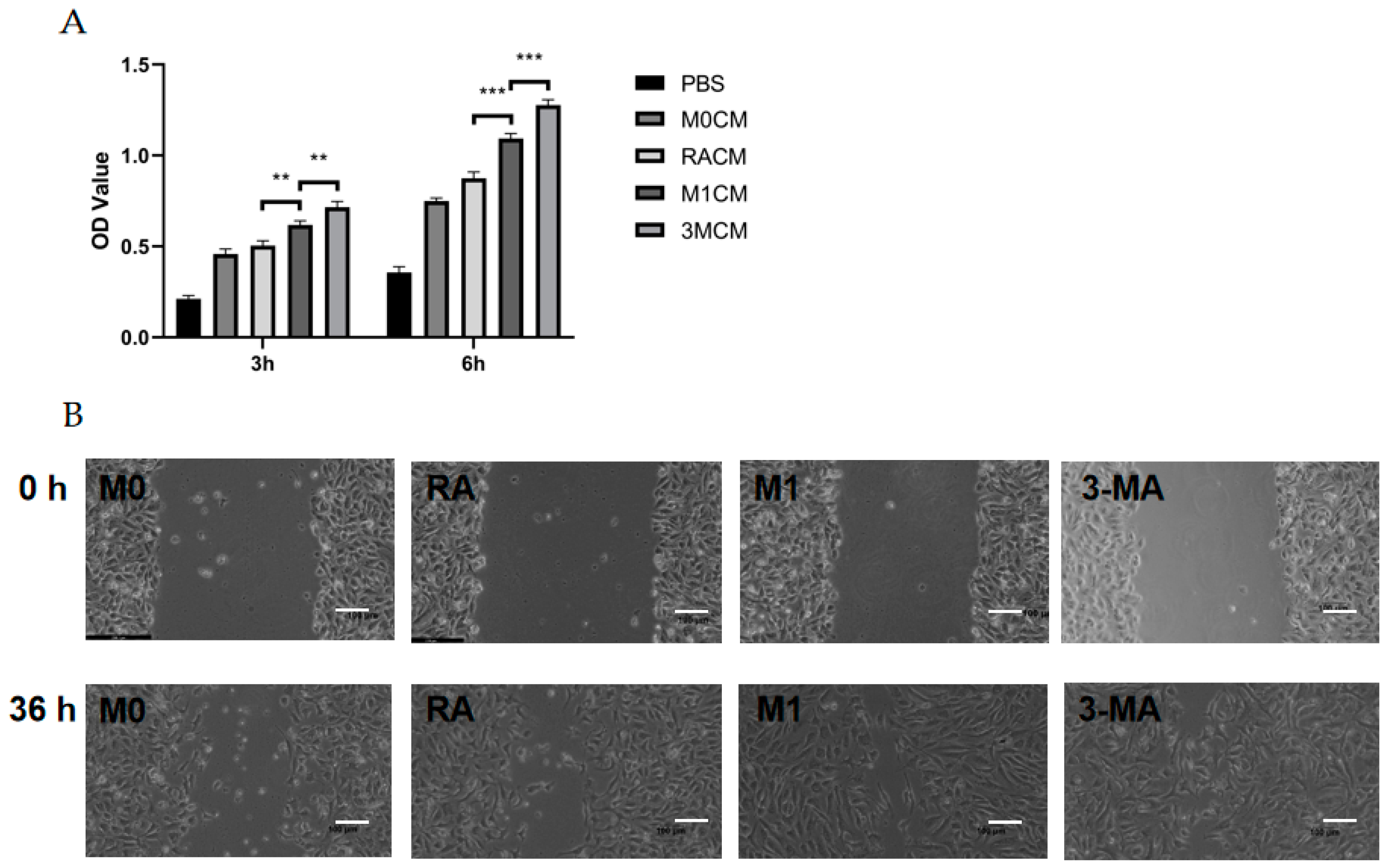 Cells 11 03895 g004a Cells 11 03895 g004a