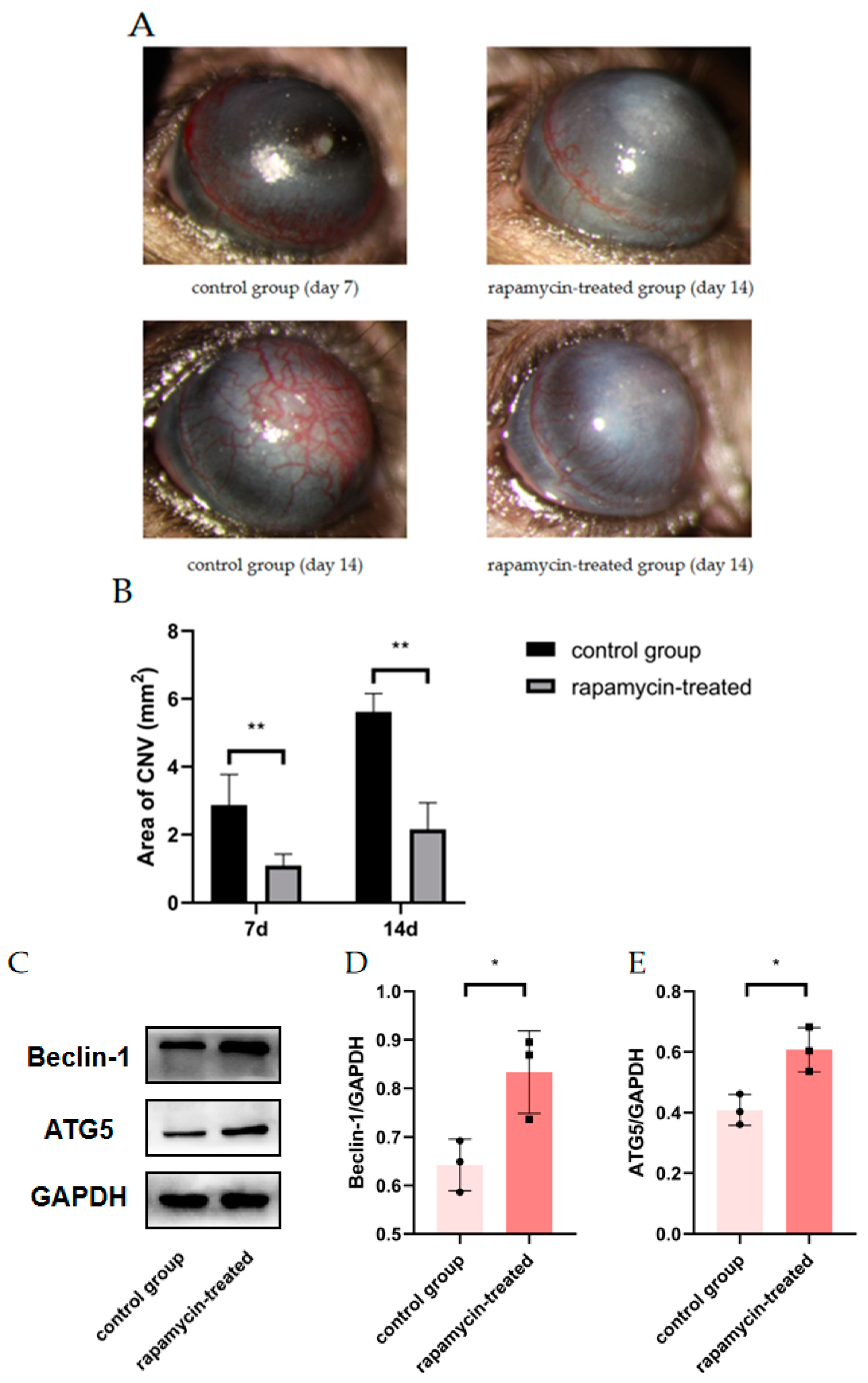 Cells 11 03895 g005a Cells 11 03895 g005a