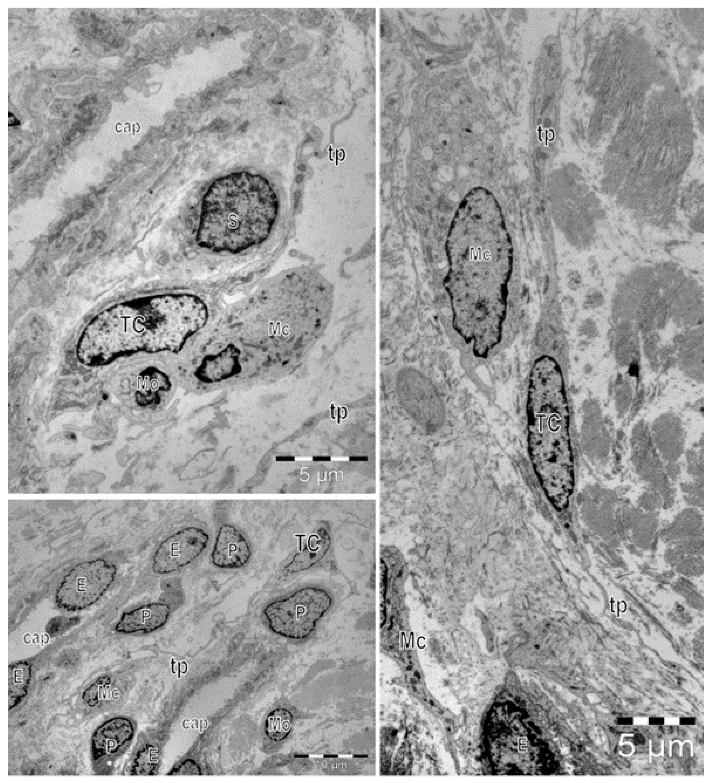 Cells 11 03903 g001 Cells 11 03903 g001