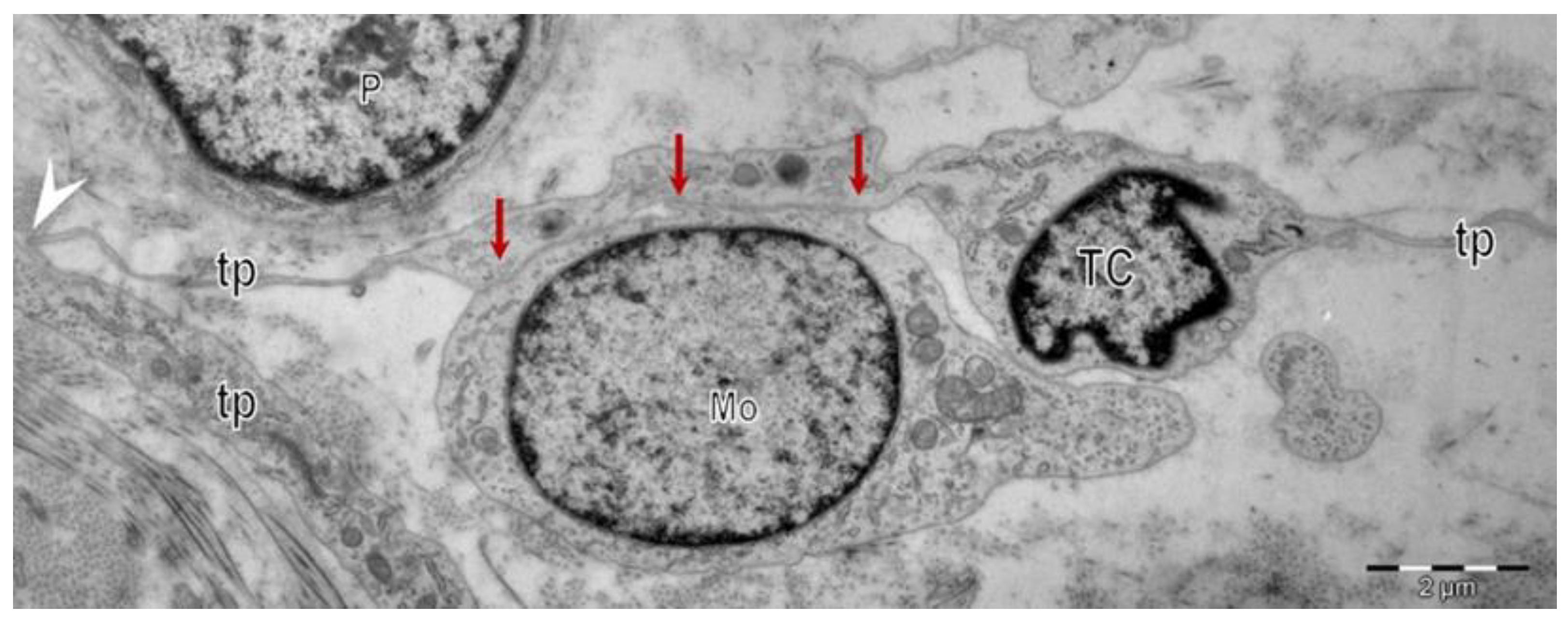 Cells 11 03903 g002 Cells 11 03903 g002