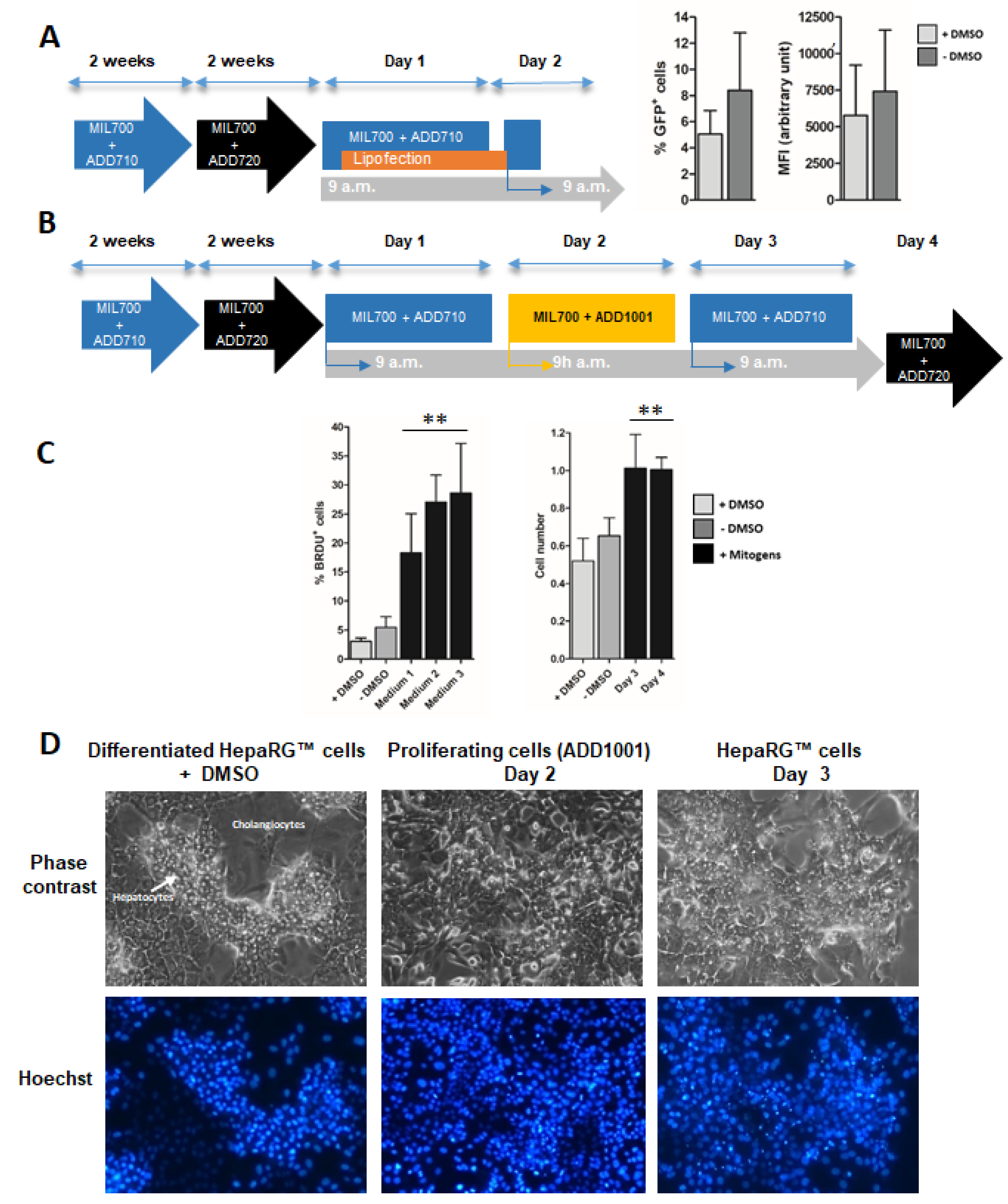 Cells 11 03904 g003 Cells 11 03904 g003