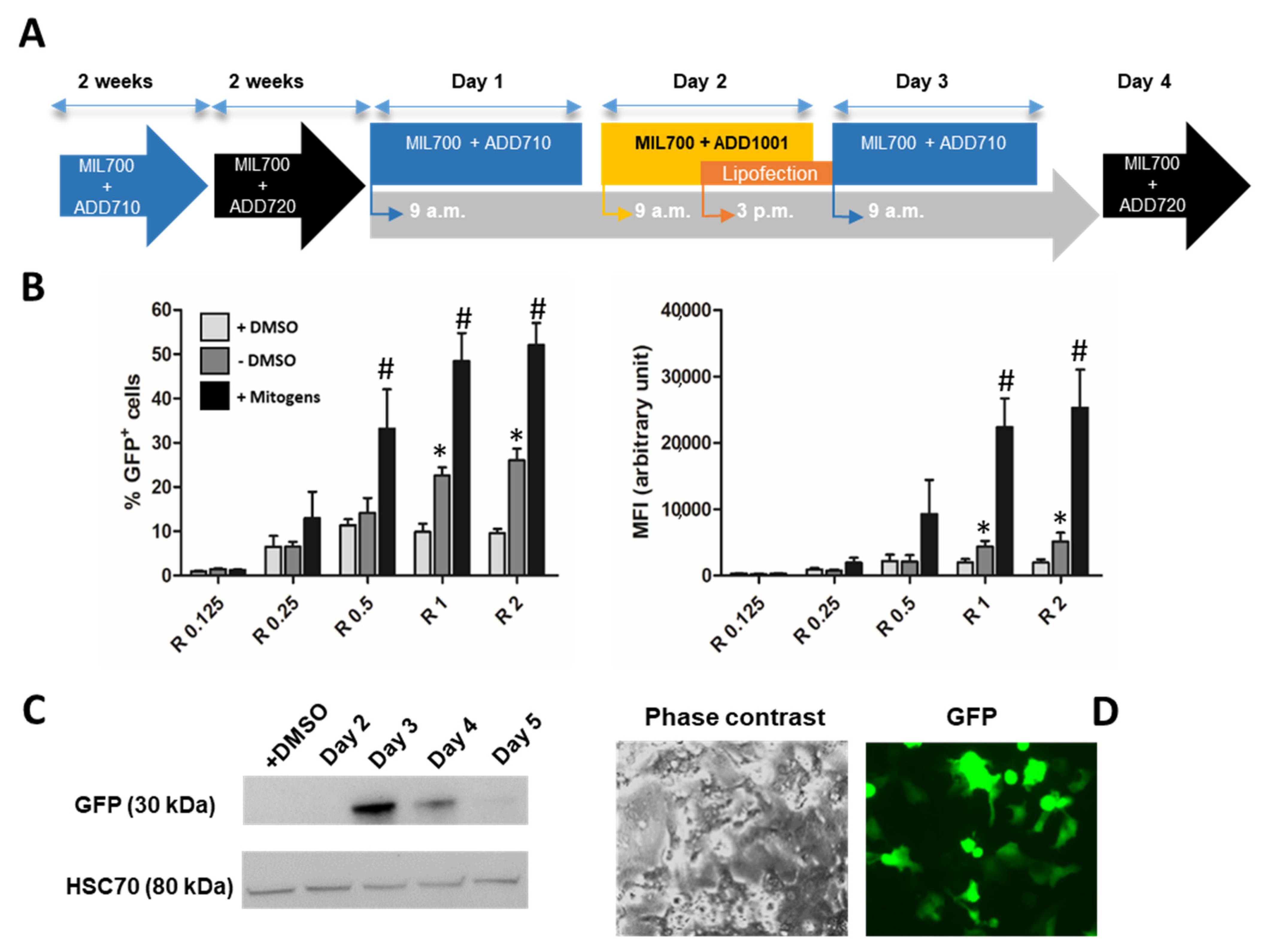 Cells 11 03904 g006 Cells 11 03904 g006