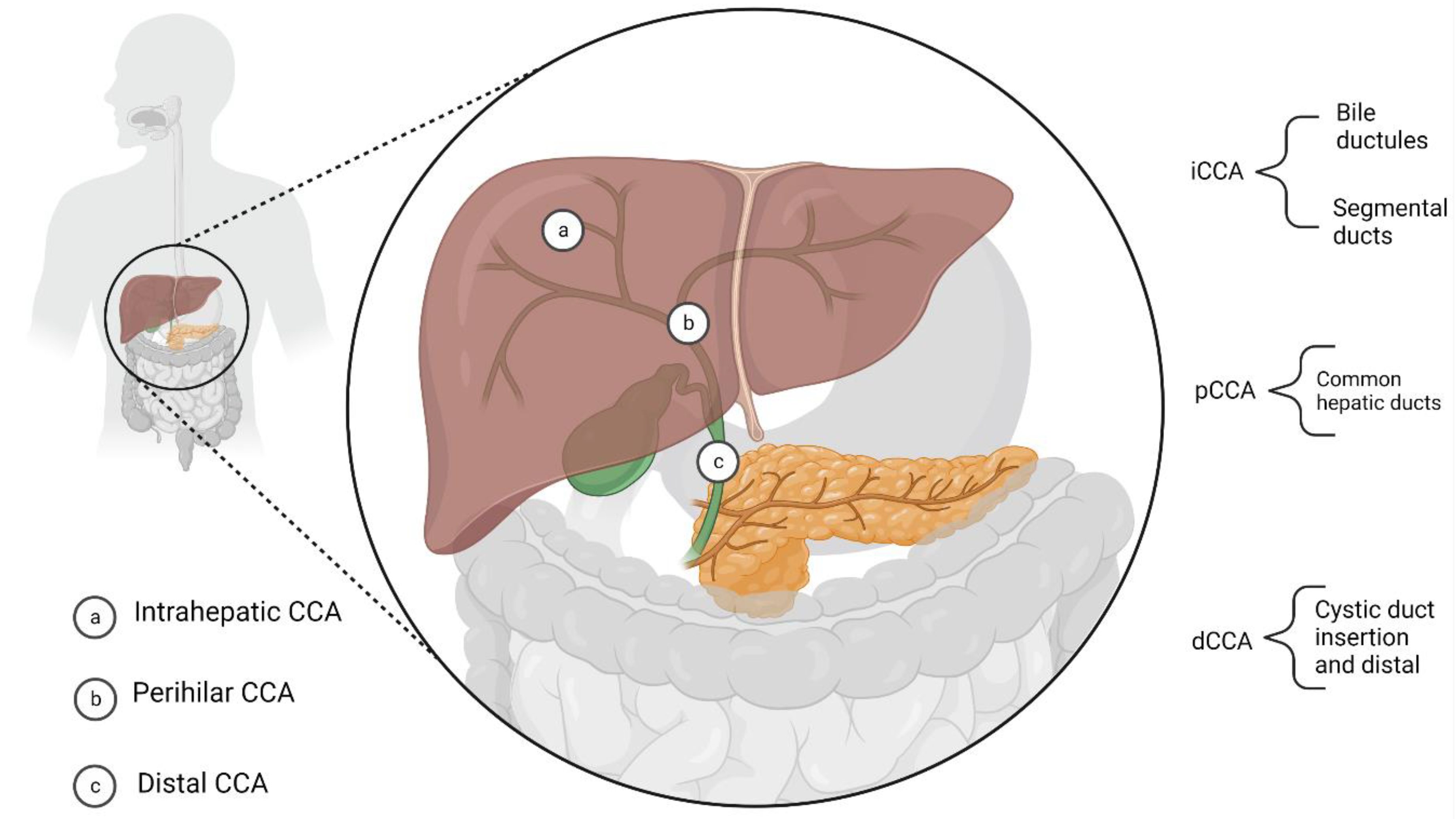 Cells 11 03929 g001 Cells 11 03929 g001