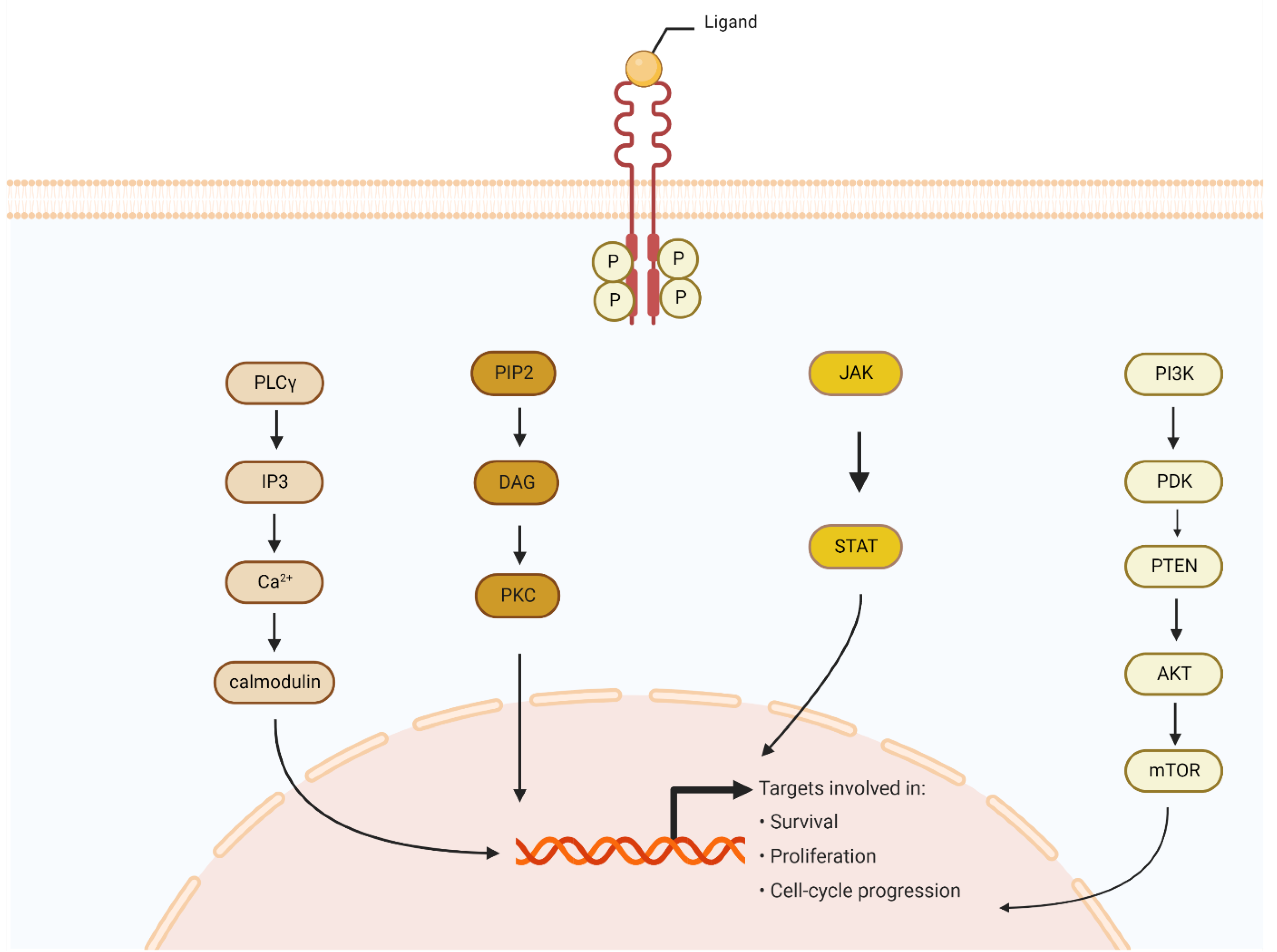 Cells 11 03929 g003 Cells 11 03929 g003