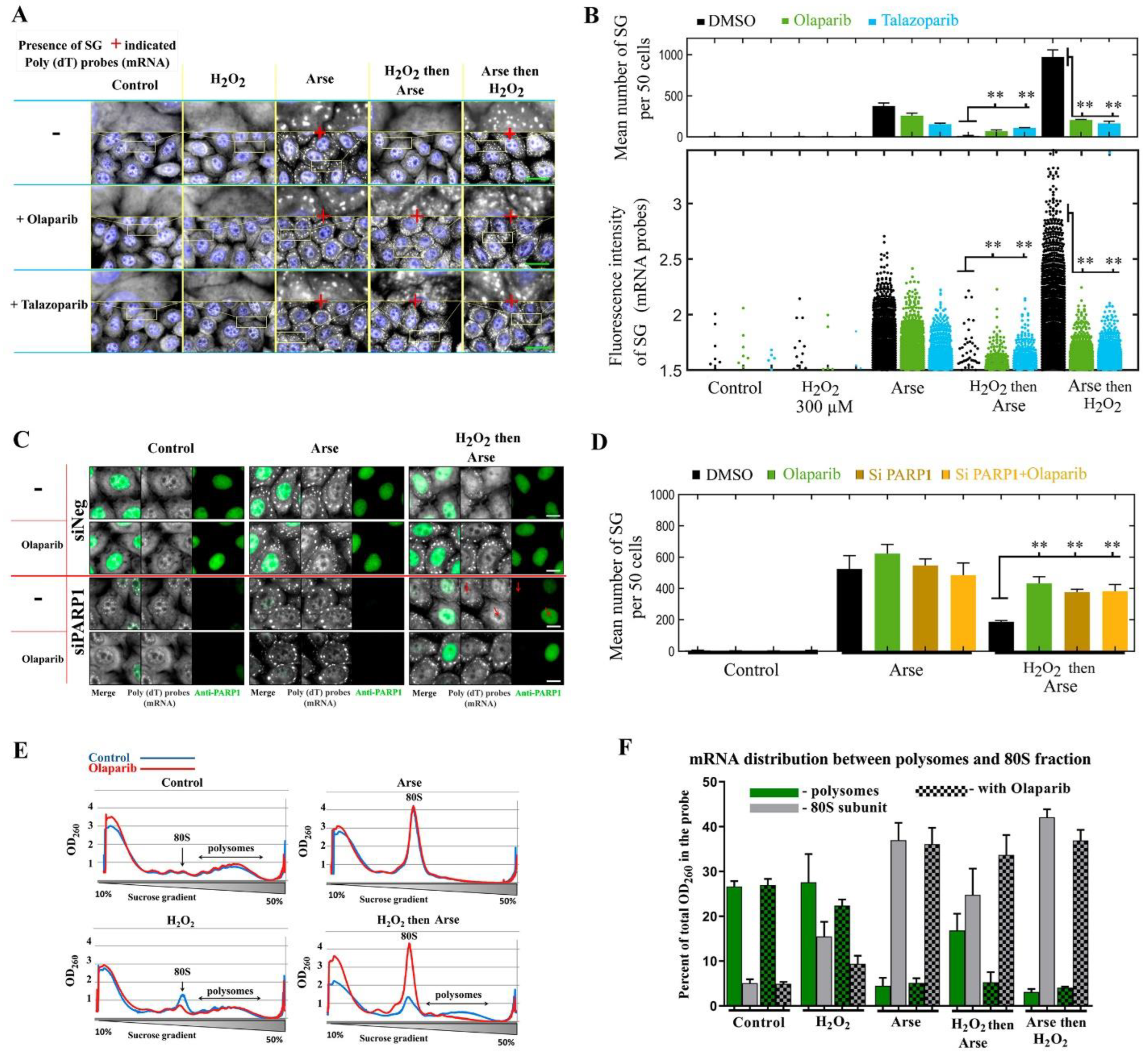 Cells 11 03932 g001 Cells 11 03932 g001