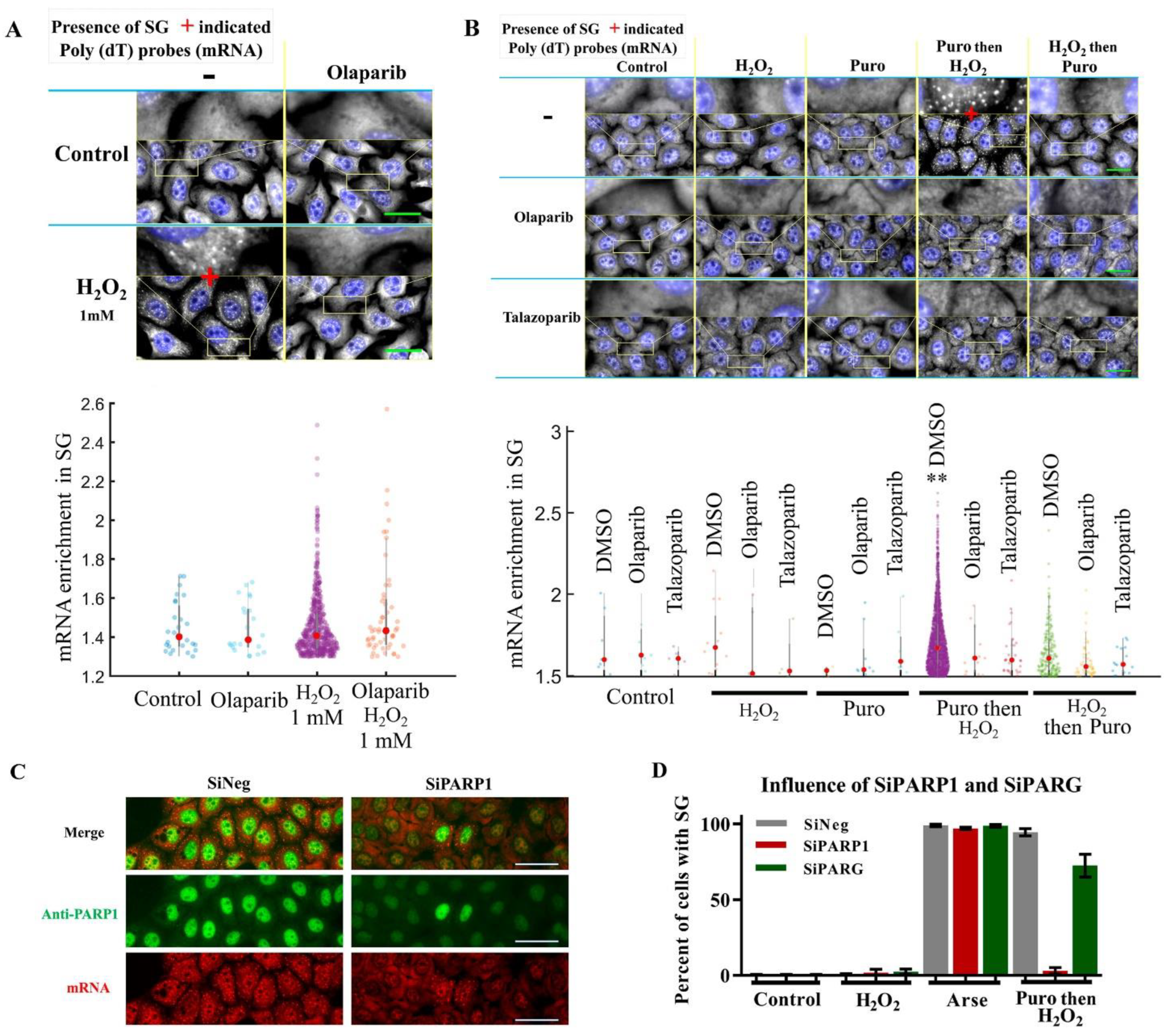 Cells 11 03932 g002 Cells 11 03932 g002