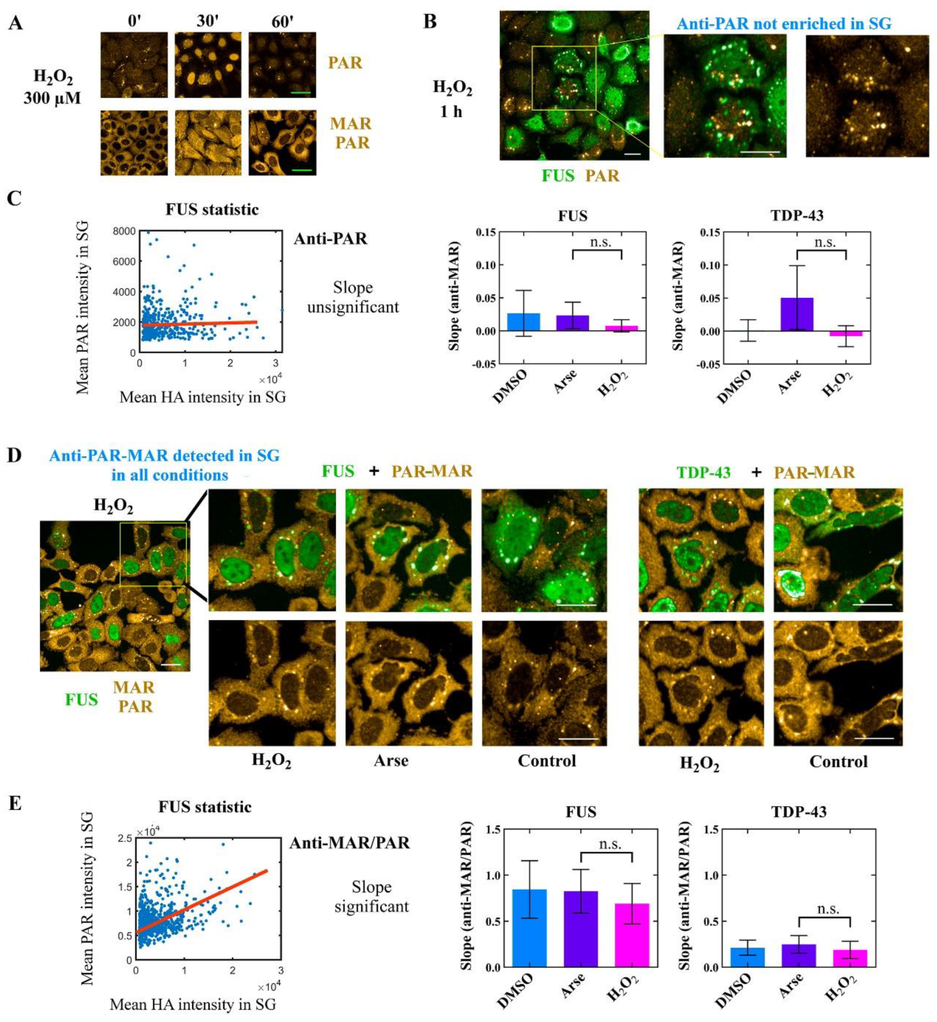 Cells 11 03932 g003 Cells 11 03932 g003