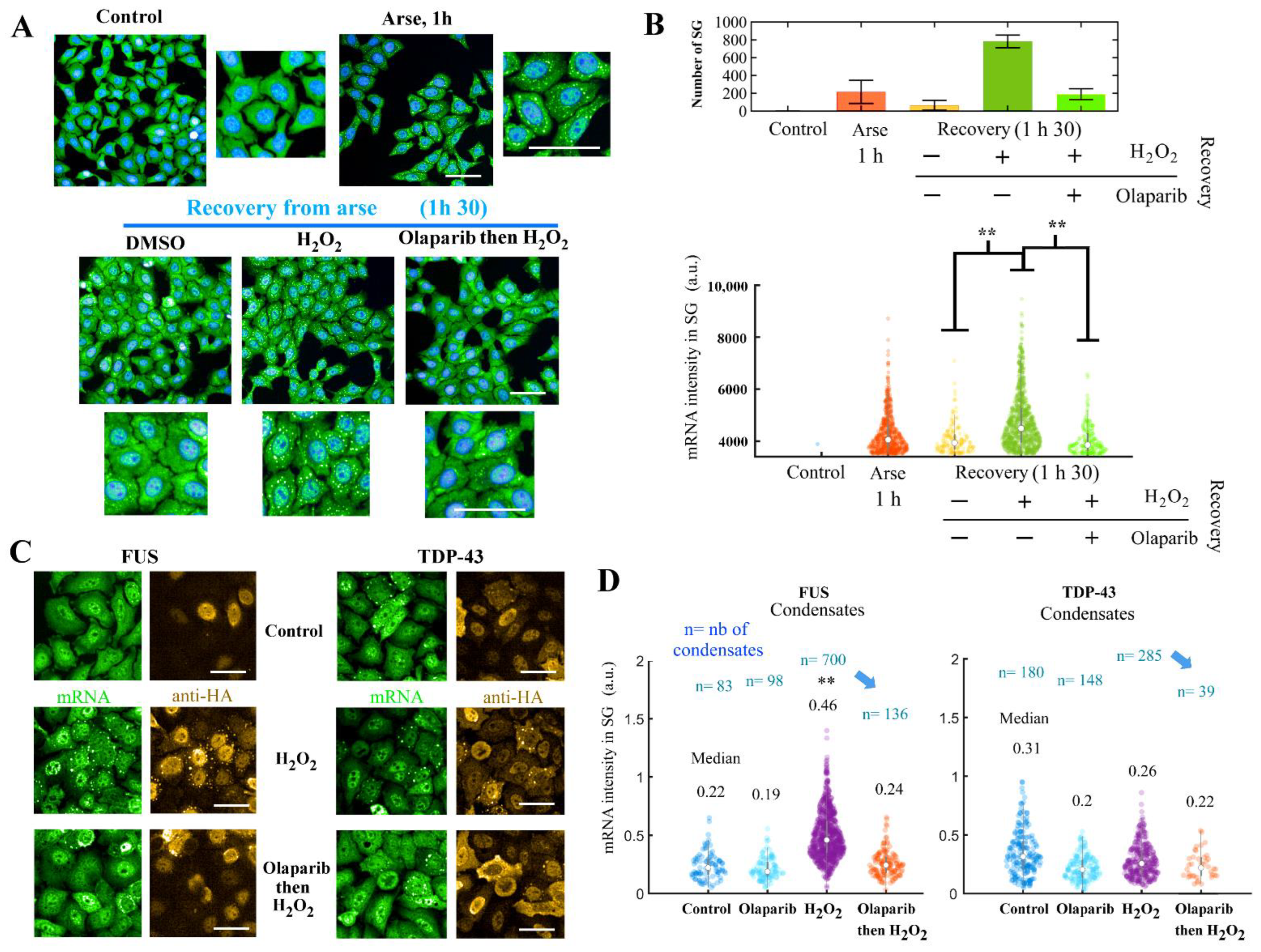 Cells 11 03932 g005 Cells 11 03932 g005