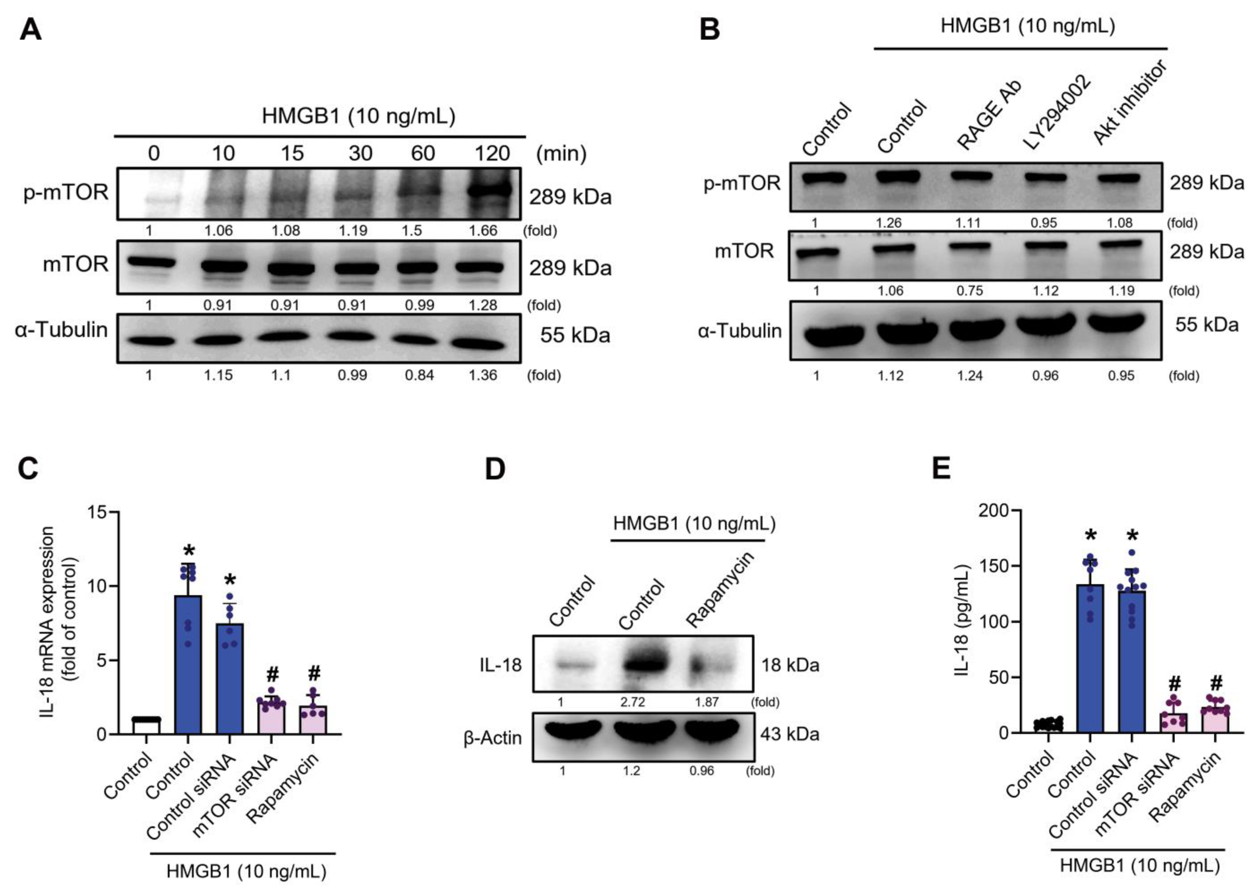 Cells 11 03936 g004 Cells 11 03936 g004