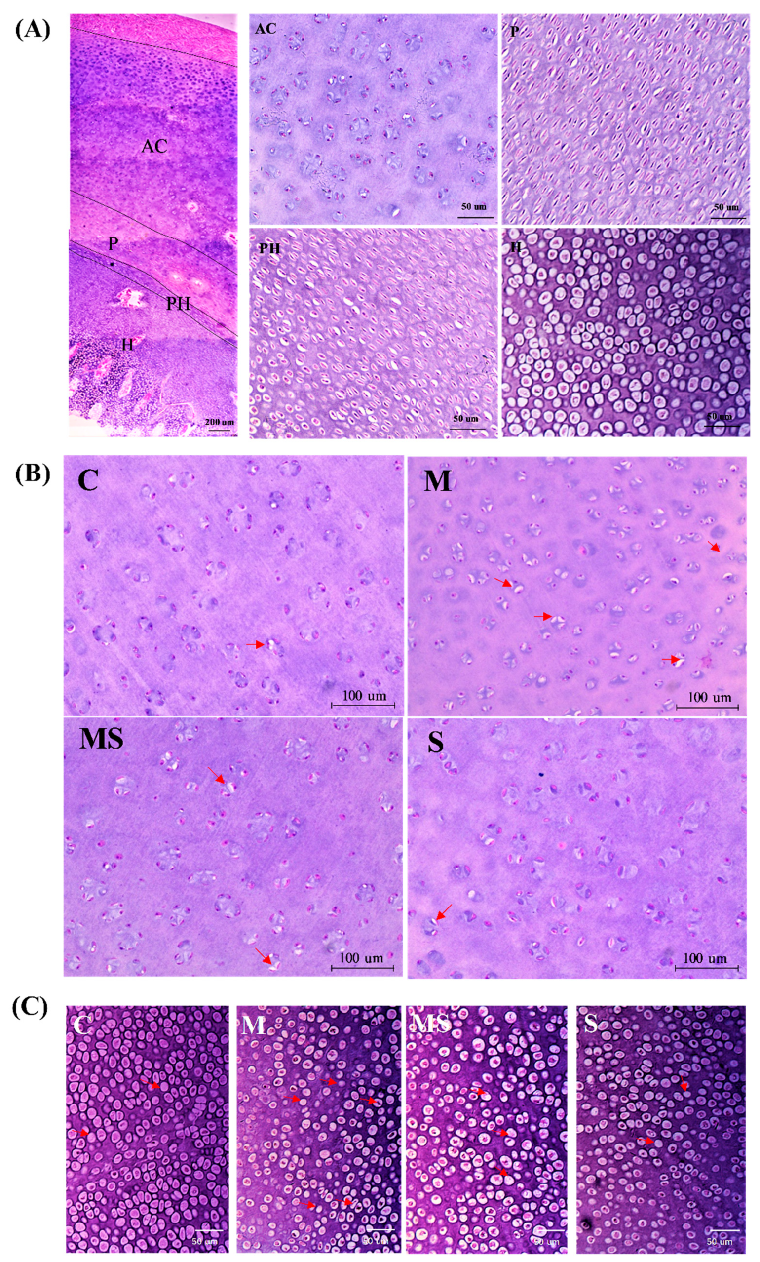 Cells 11 03945 g001a