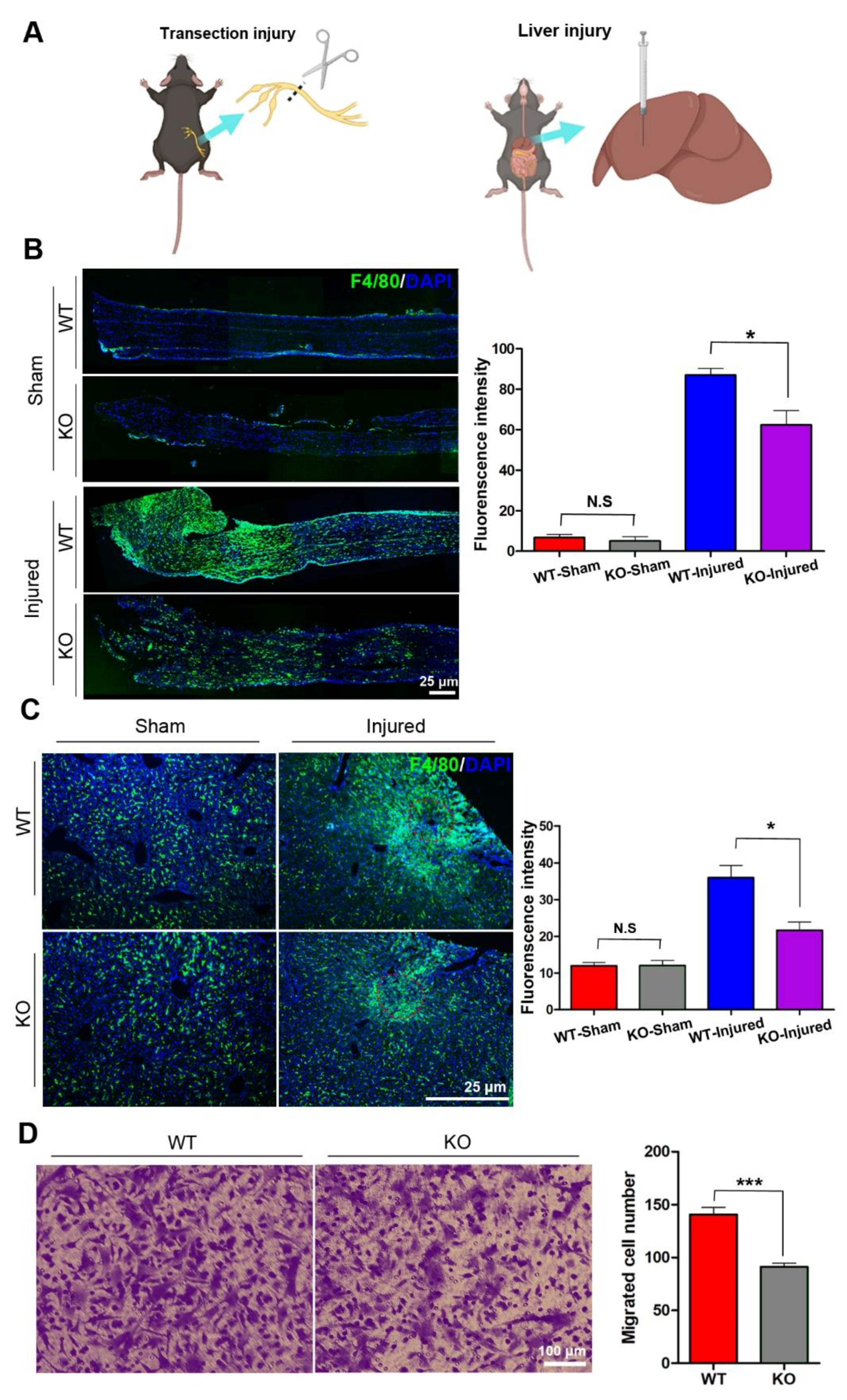 Cells 11 03952 g001 Cells 11 03952 g001