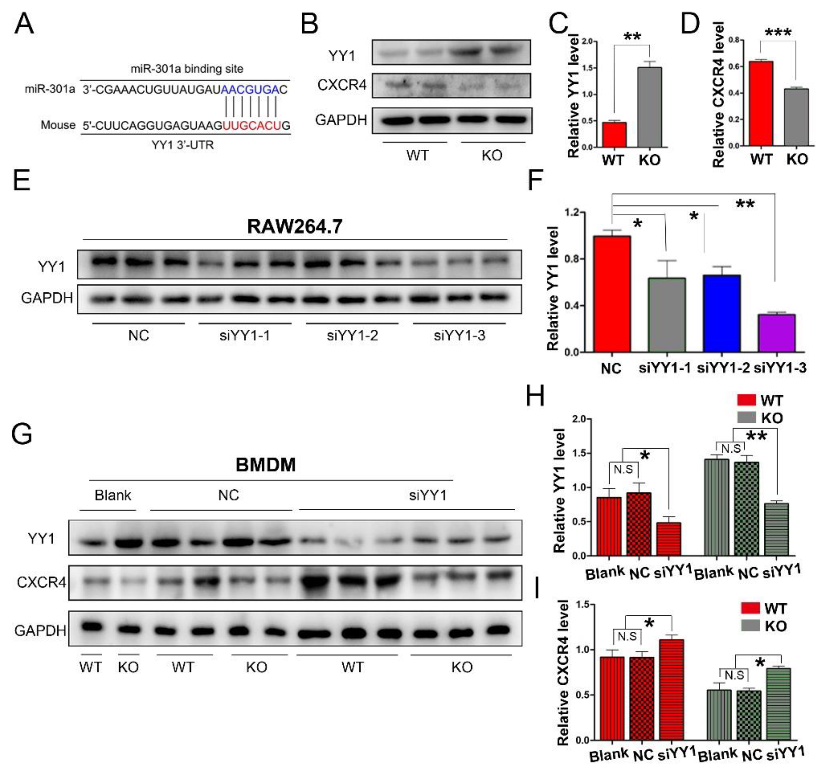 Cells 11 03952 g003 Cells 11 03952 g003