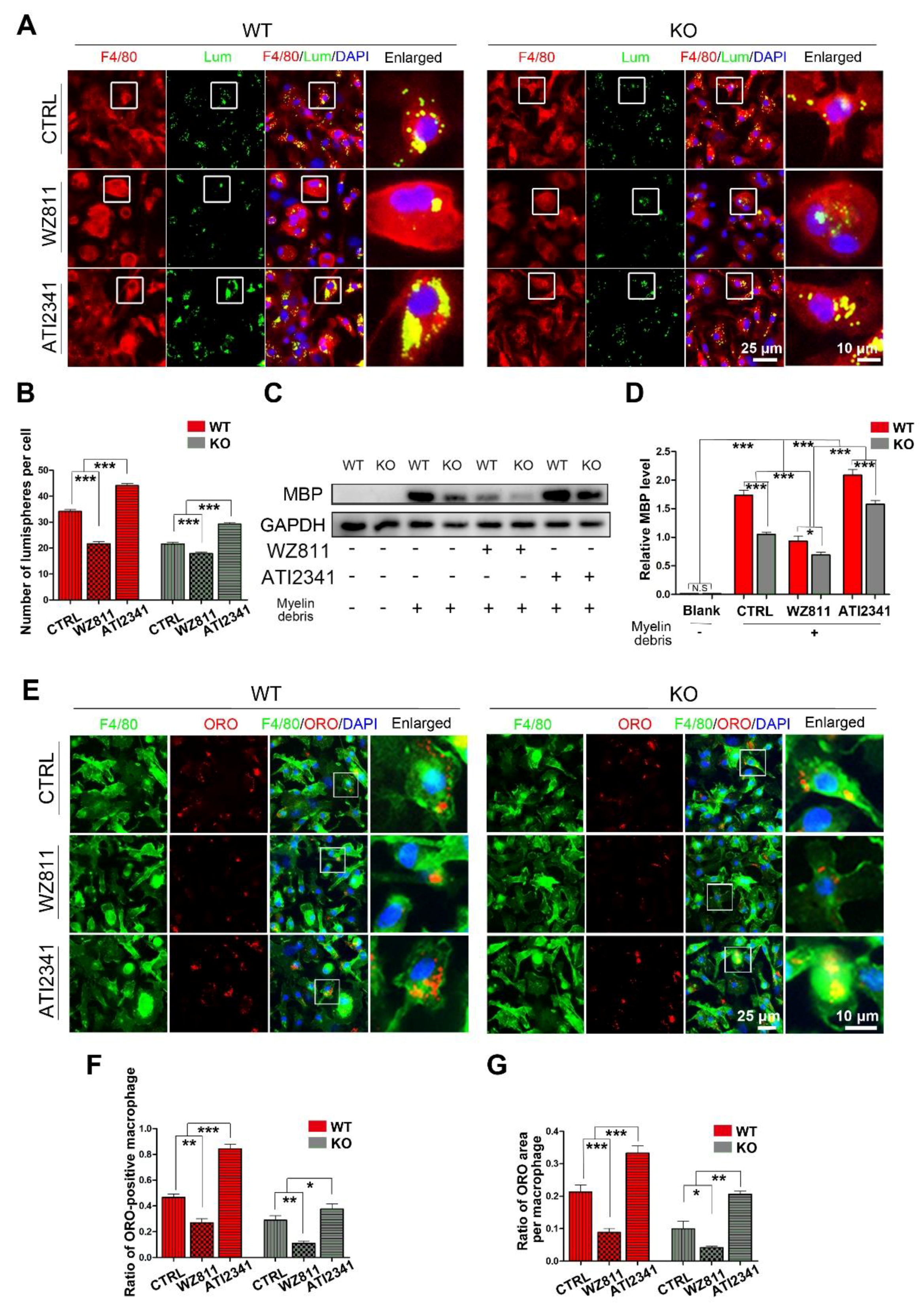 Cells 11 03952 g006 Cells 11 03952 g006