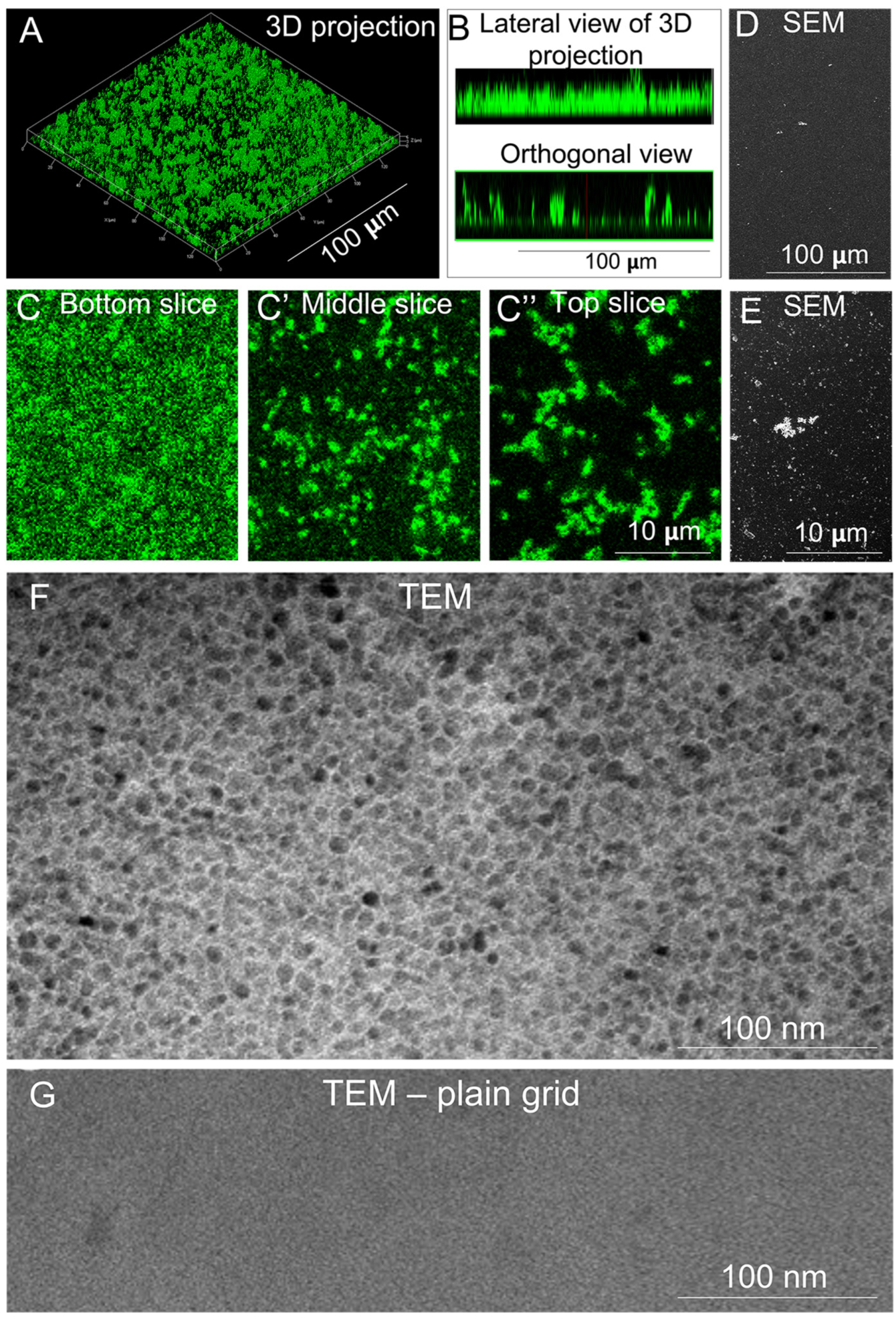 Cells 11 03955 g001 Cells 11 03955 g001