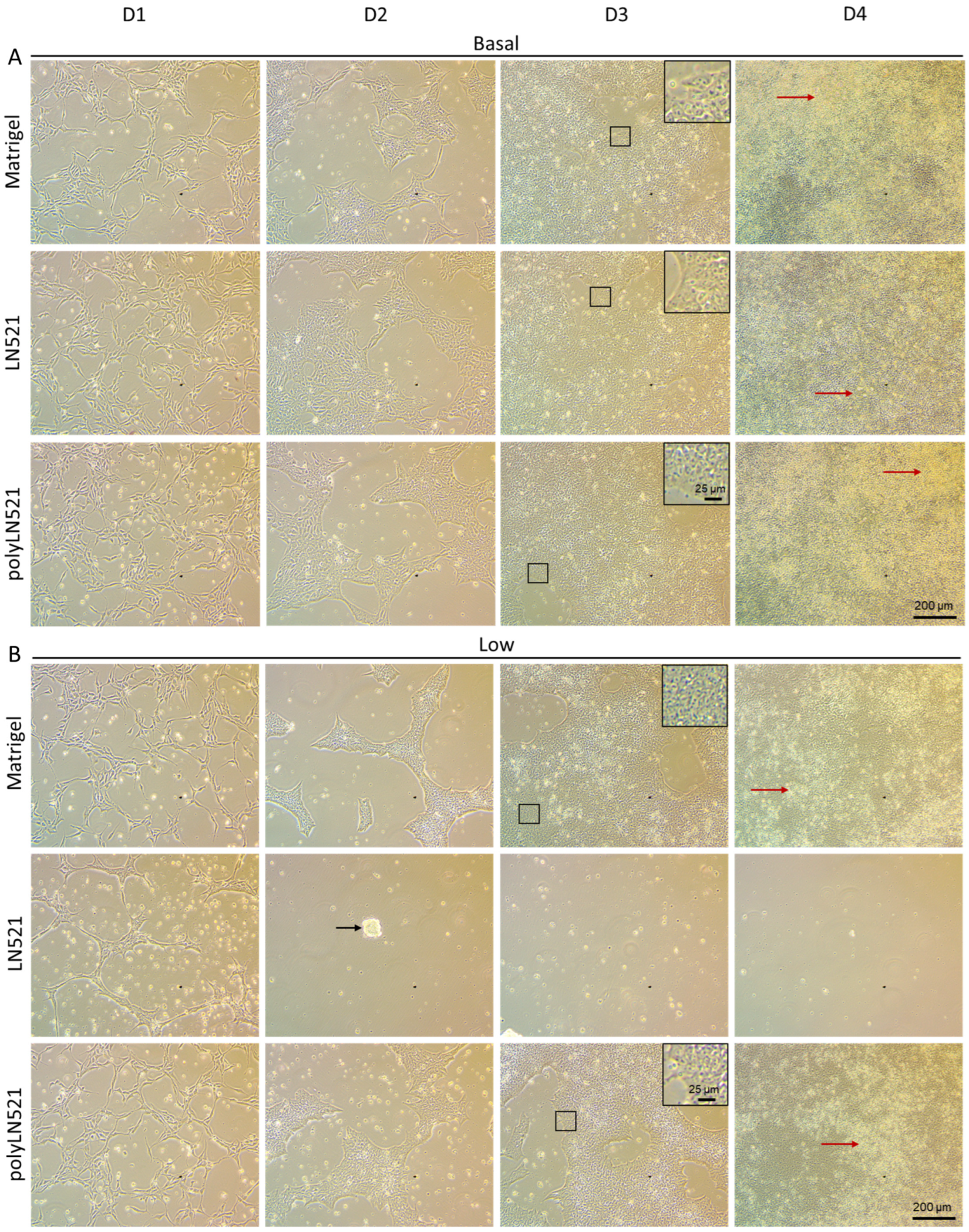 Cells 11 03955 g002 Cells 11 03955 g002