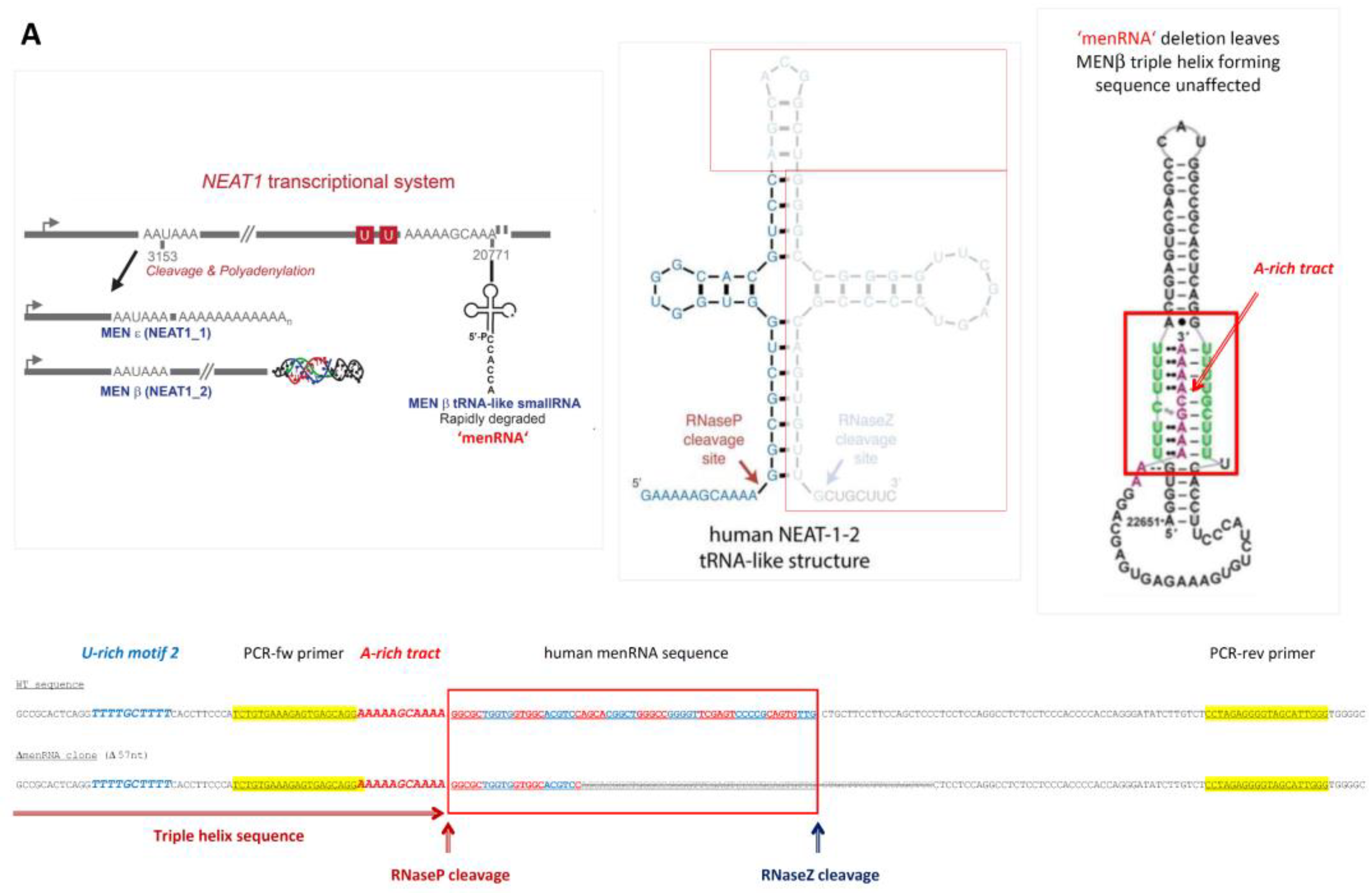 Cells 11 03970 g001a