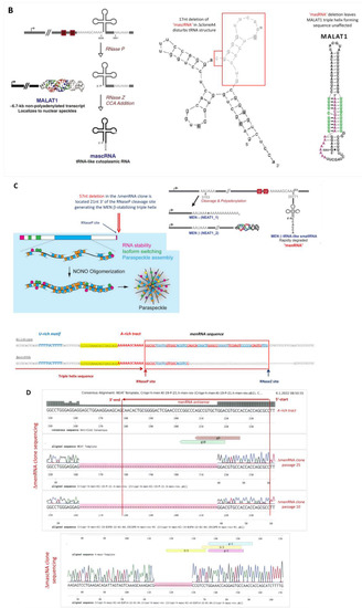 Cells 11 03970 g001b