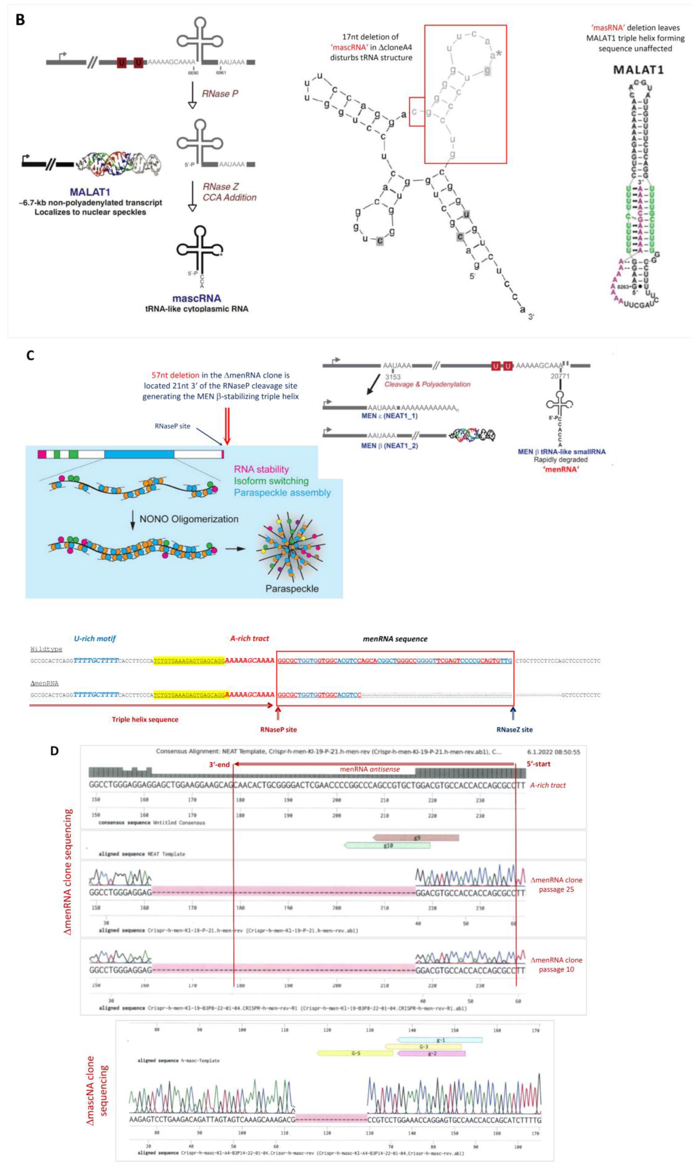 Cells 11 03970 g001b