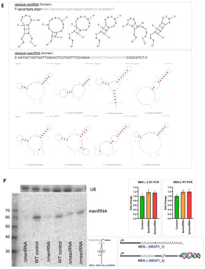 Cells 11 03970 g001c
