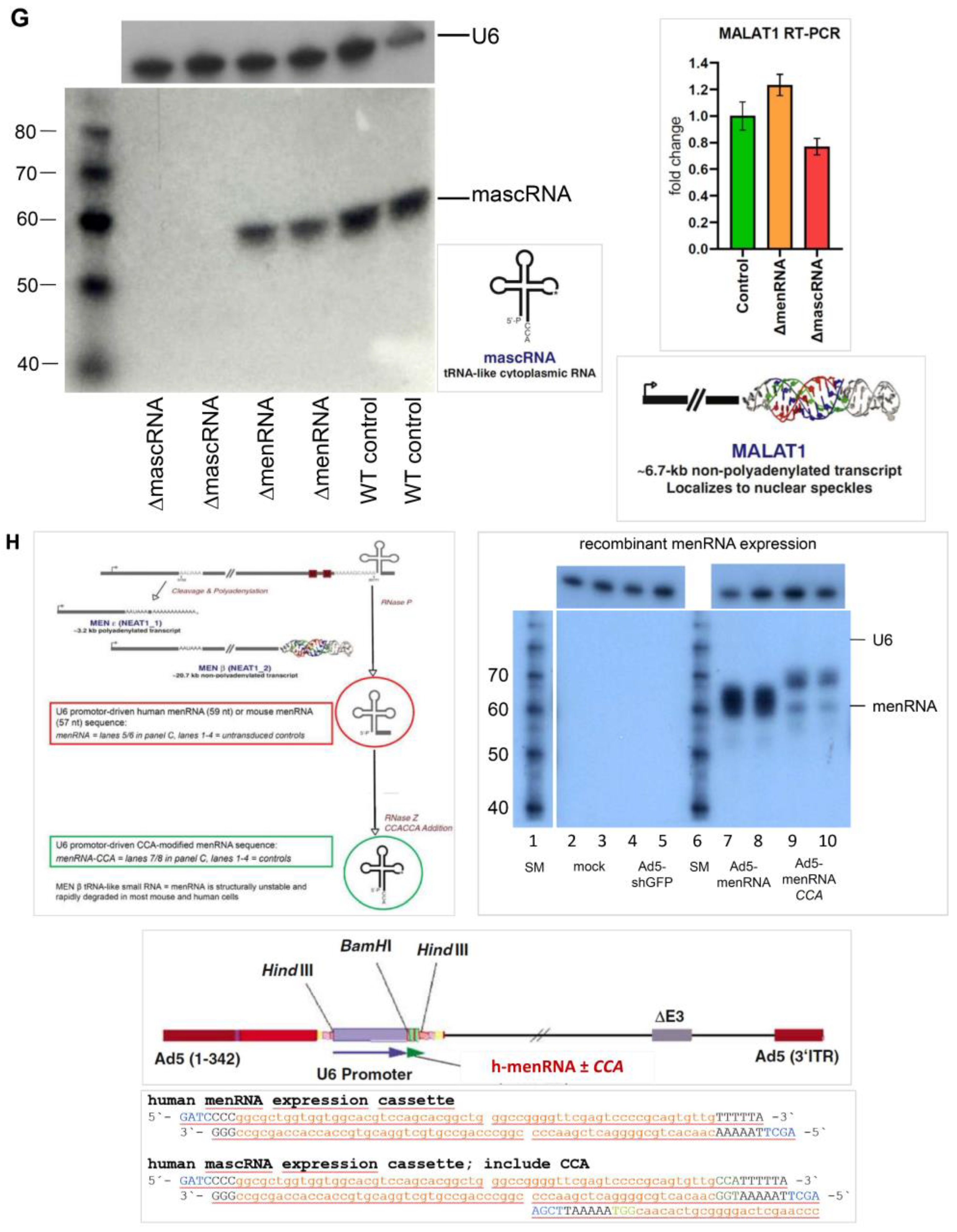 Cells 11 03970 g001d