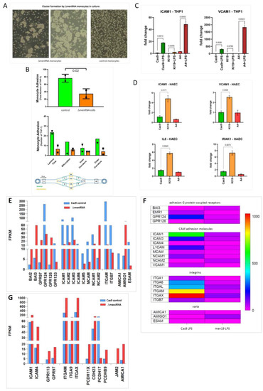 Cells 11 03970 g005a