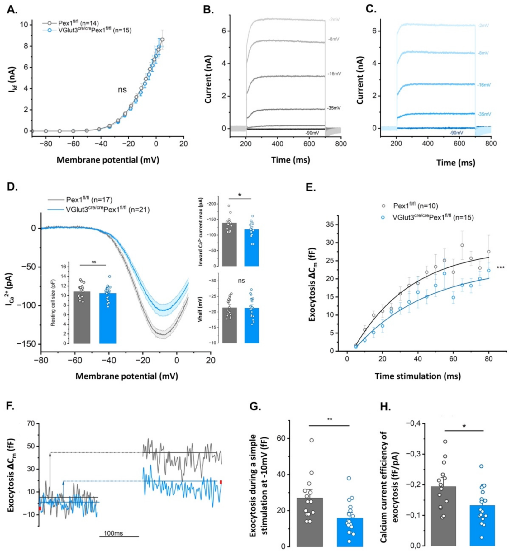 Cells 11 03982 g006 Cells 11 03982 g006