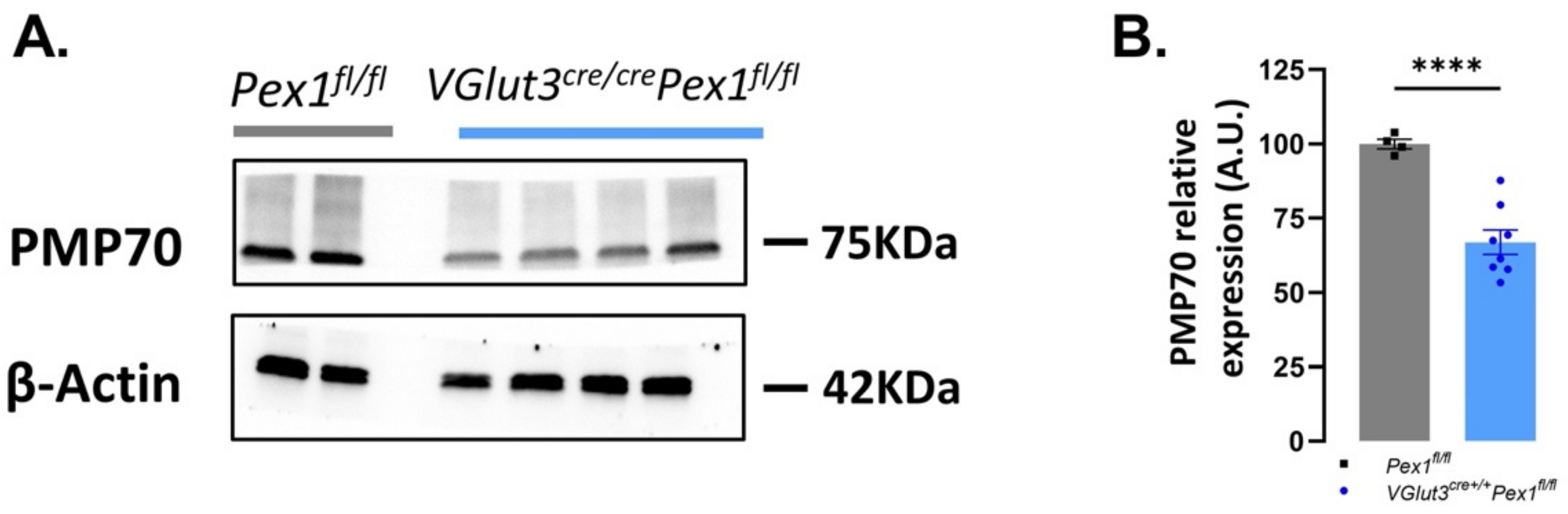 Cells 11 03982 g007 Cells 11 03982 g007