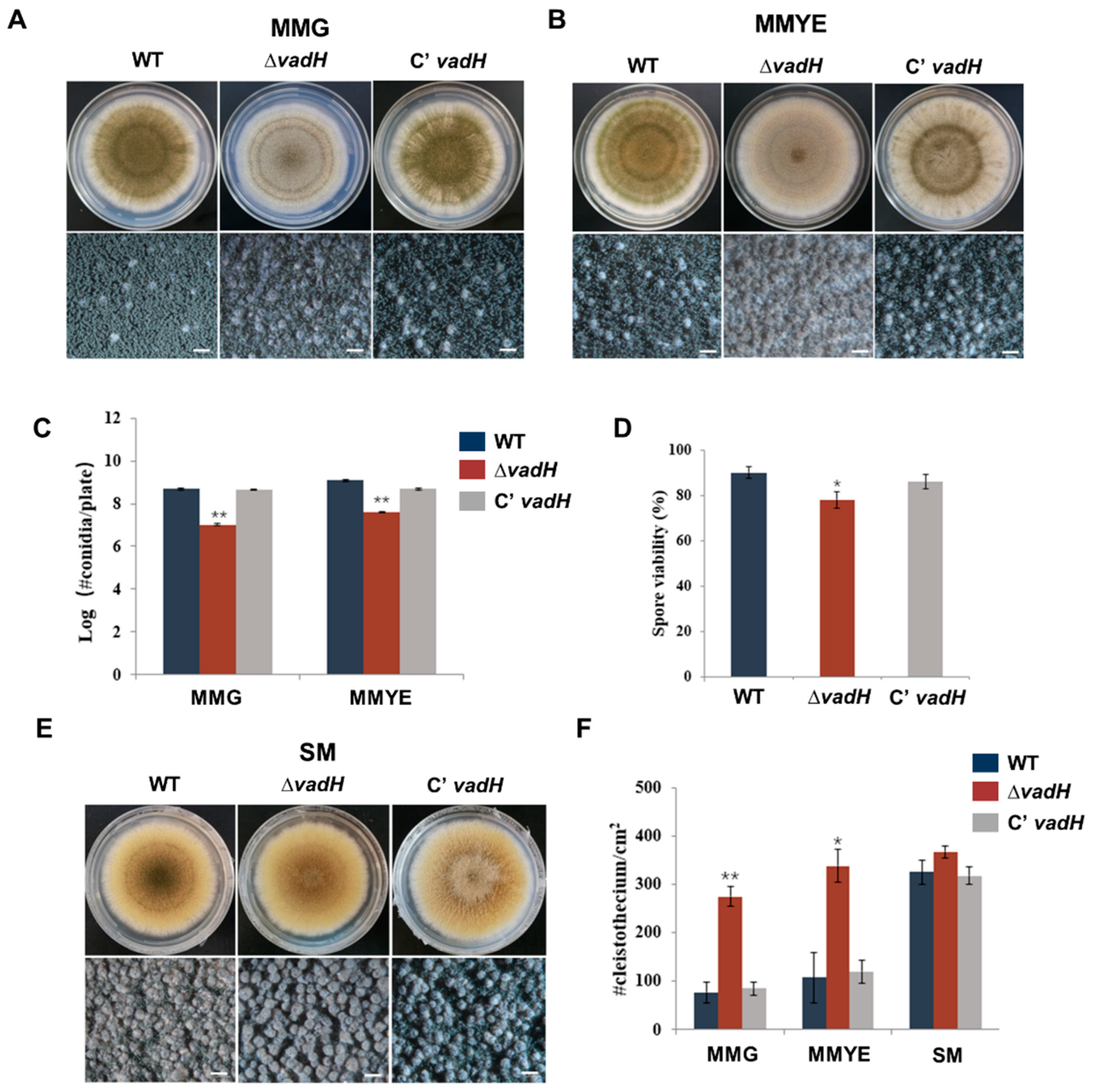 Cells 11 03998 g003 Cells 11 03998 g003