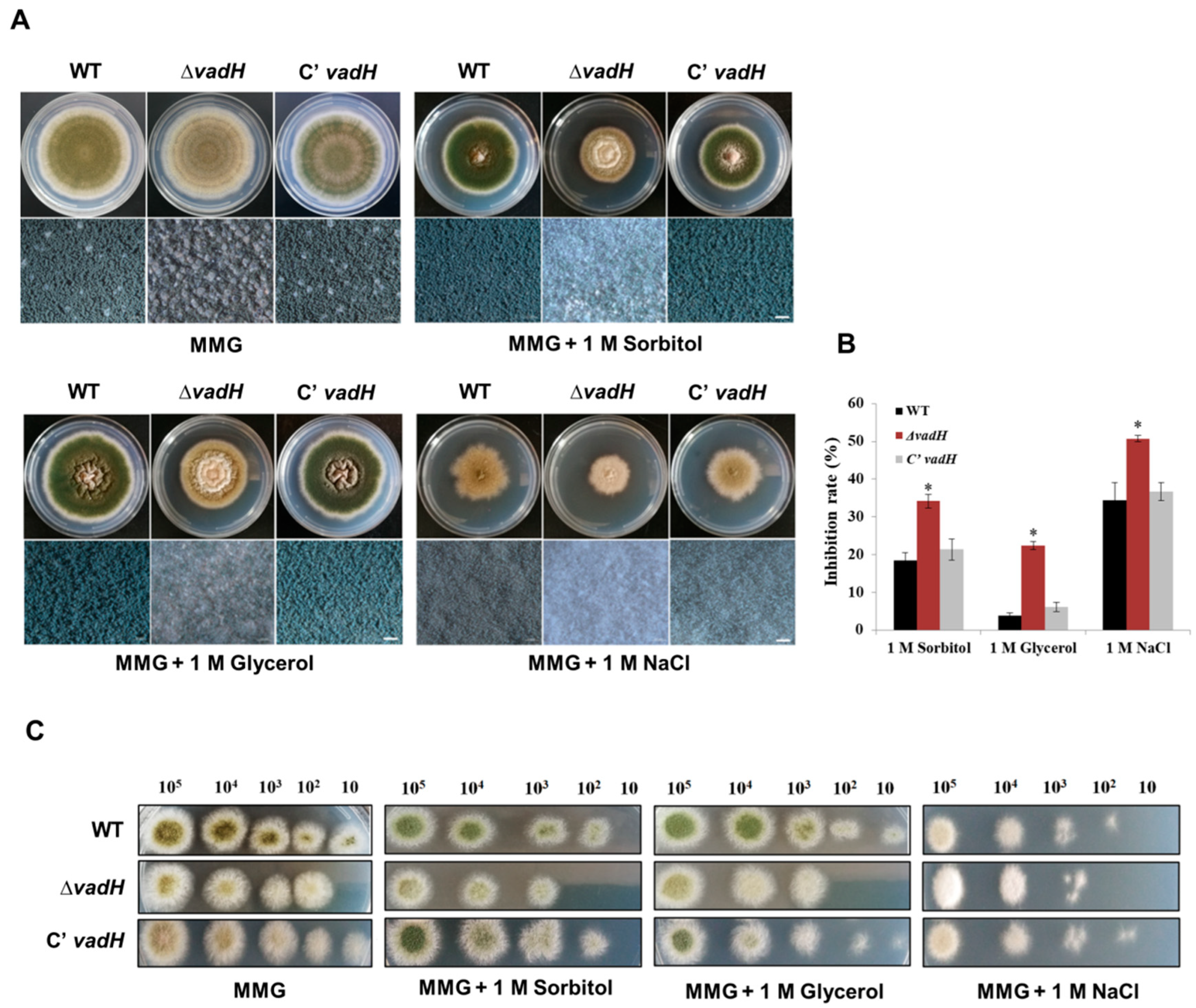 Cells 11 03998 g004 Cells 11 03998 g004