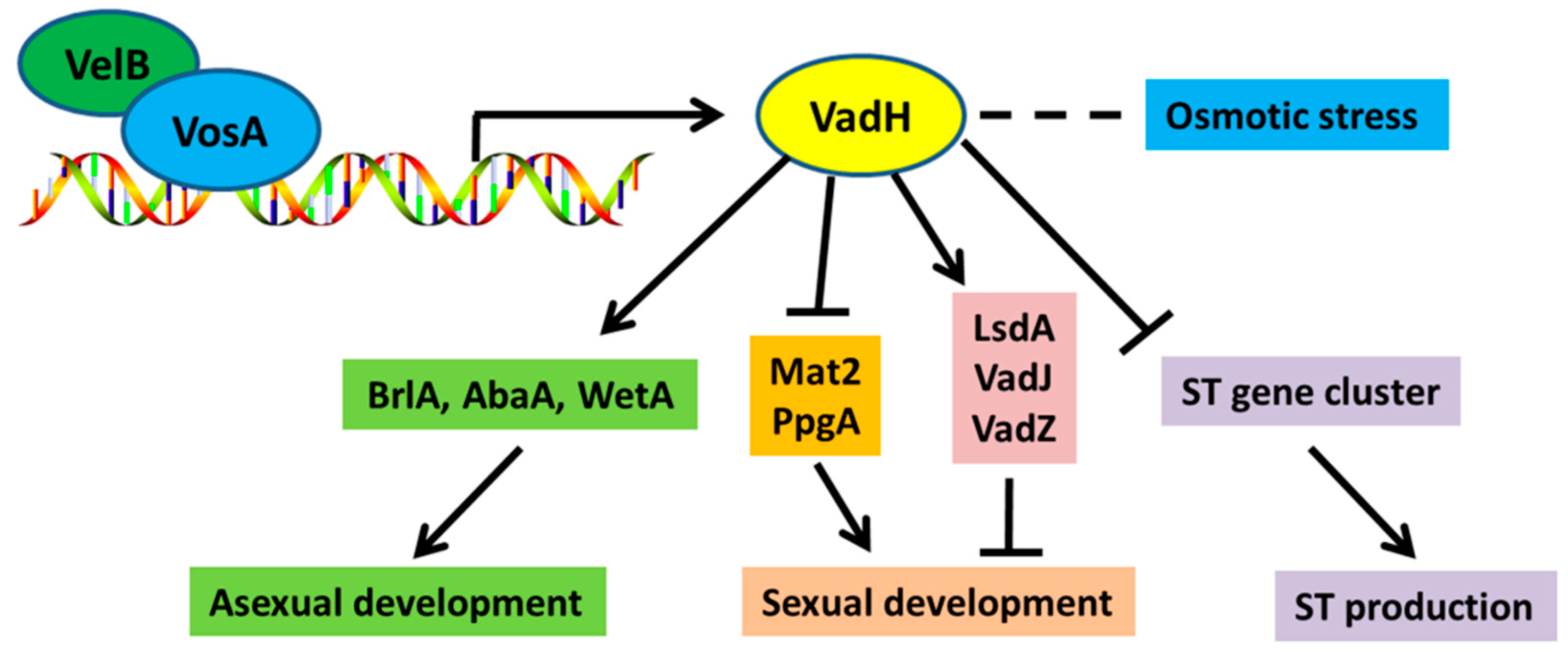 Cells 11 03998 g009 Cells 11 03998 g009
