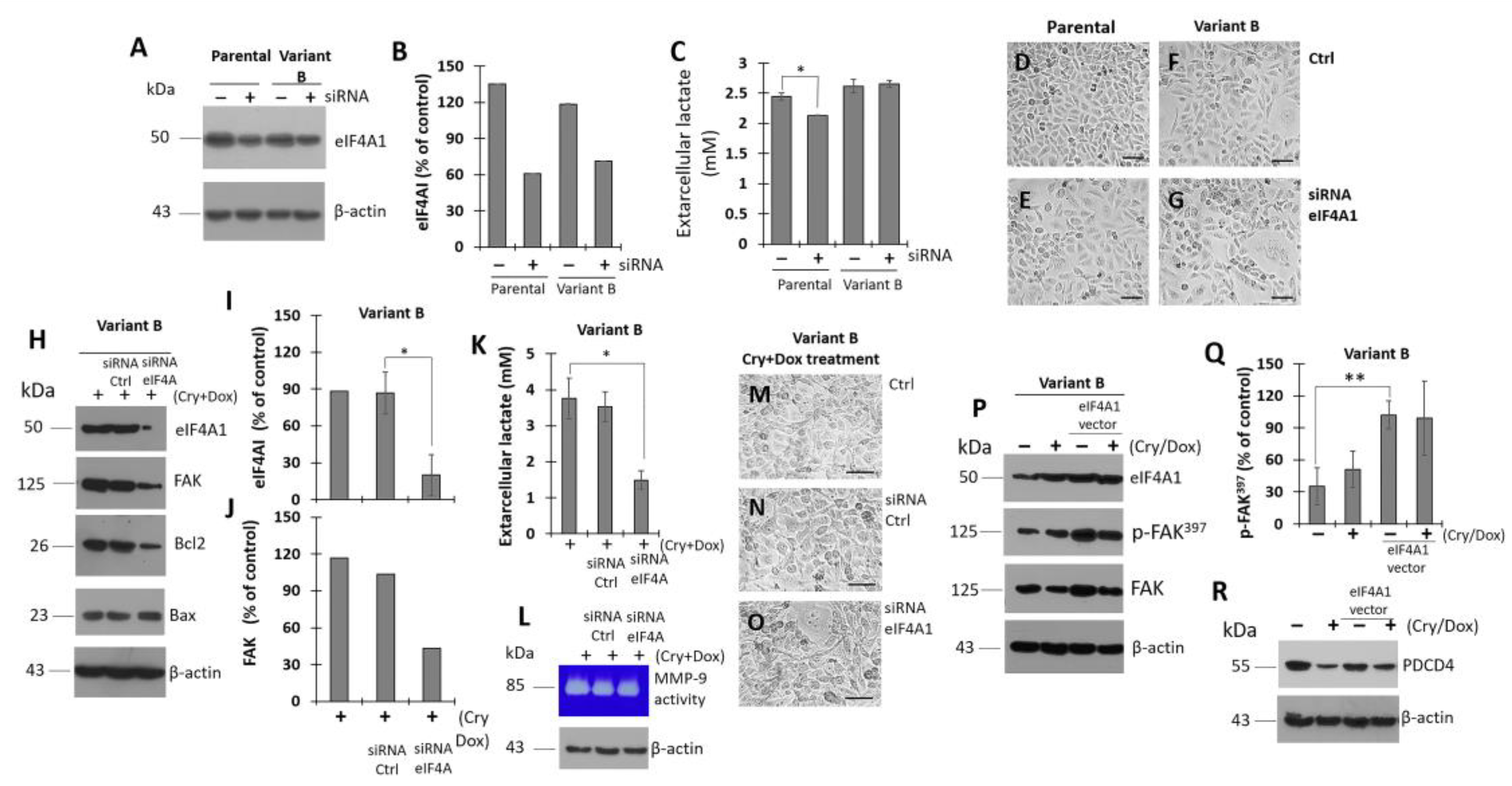Cells 11 04069 g007 Cells 11 04069 g007
