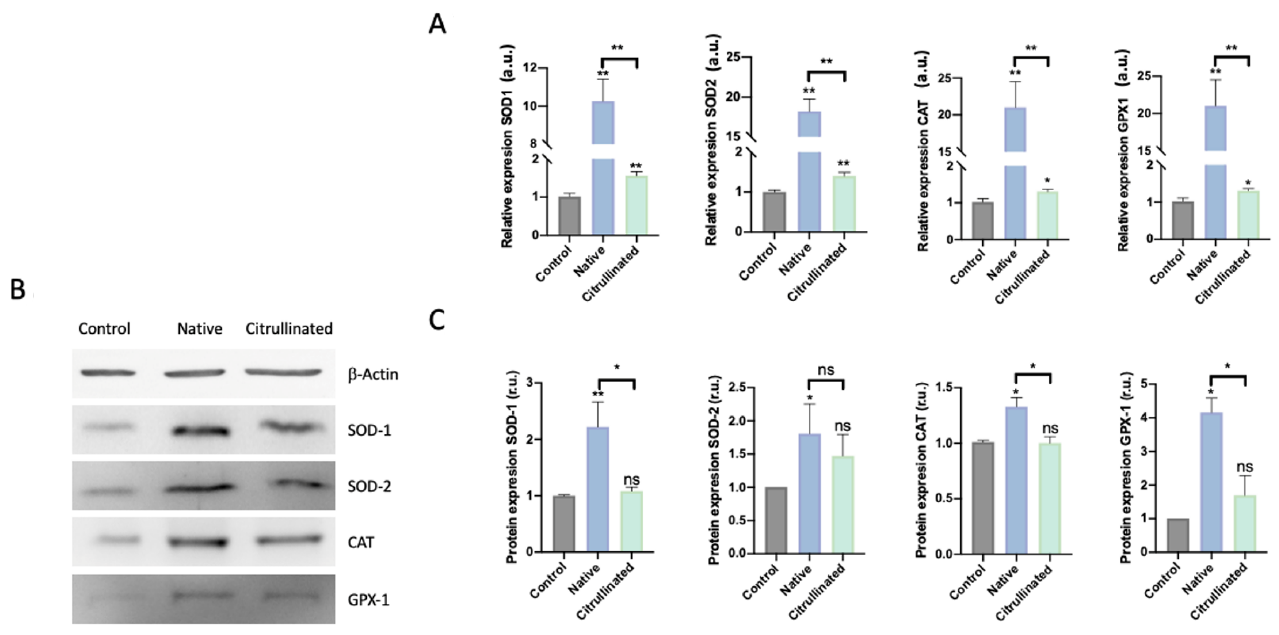 Cells 11 04070 g007 Cells 11 04070 g007