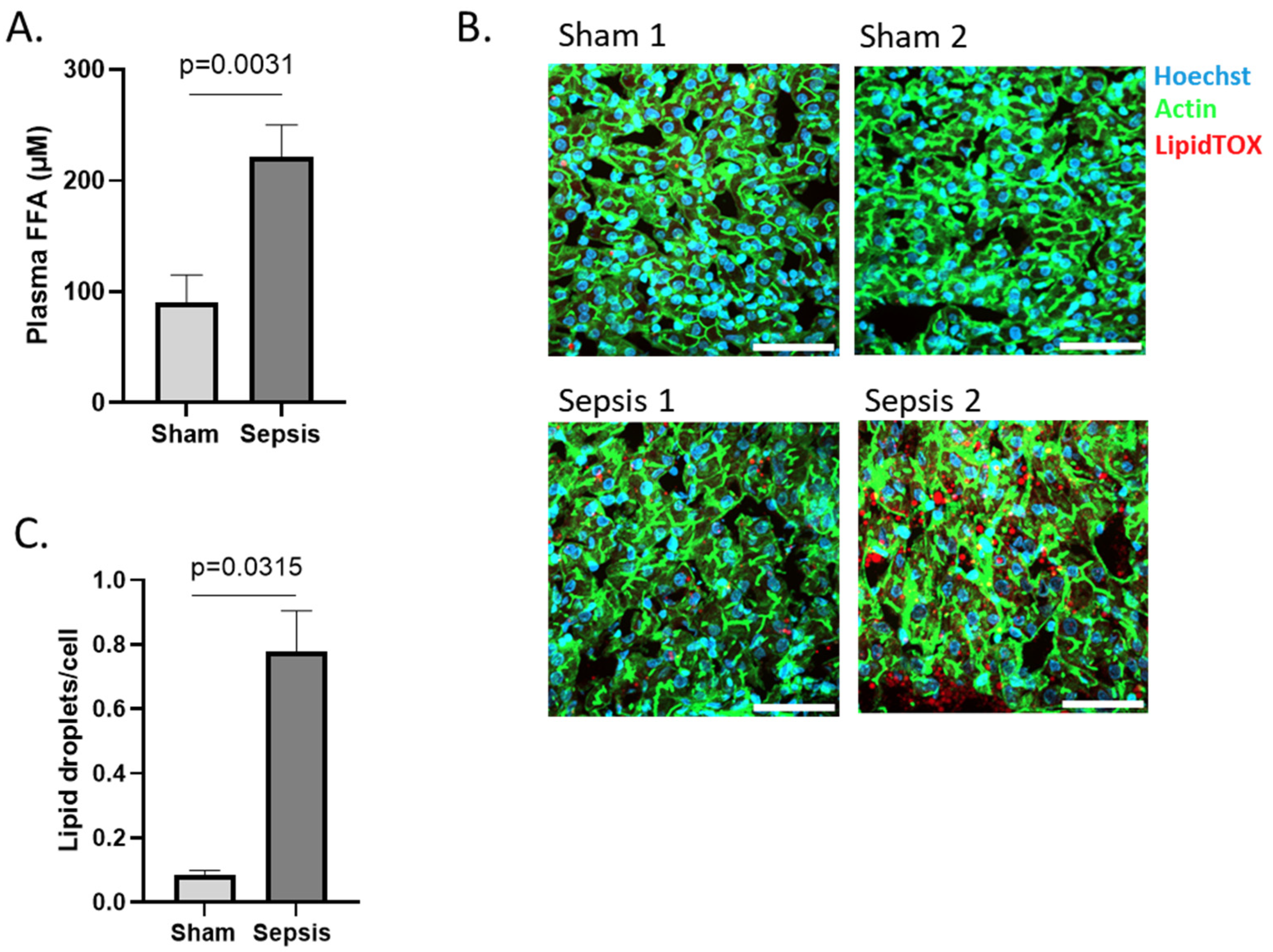 Cells 11 04080 g004 Cells 11 04080 g004