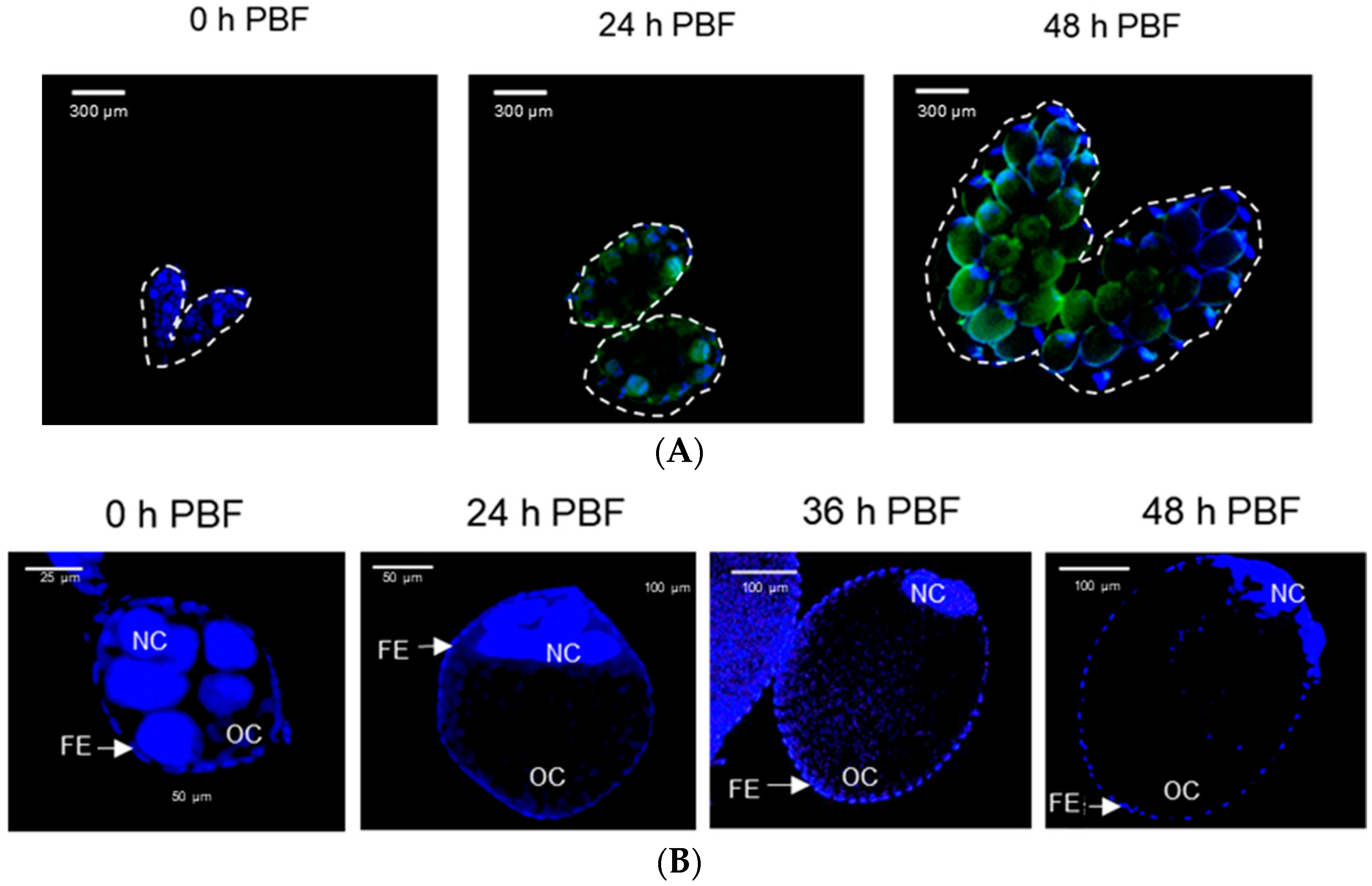 Cells 11 04092 g003a
