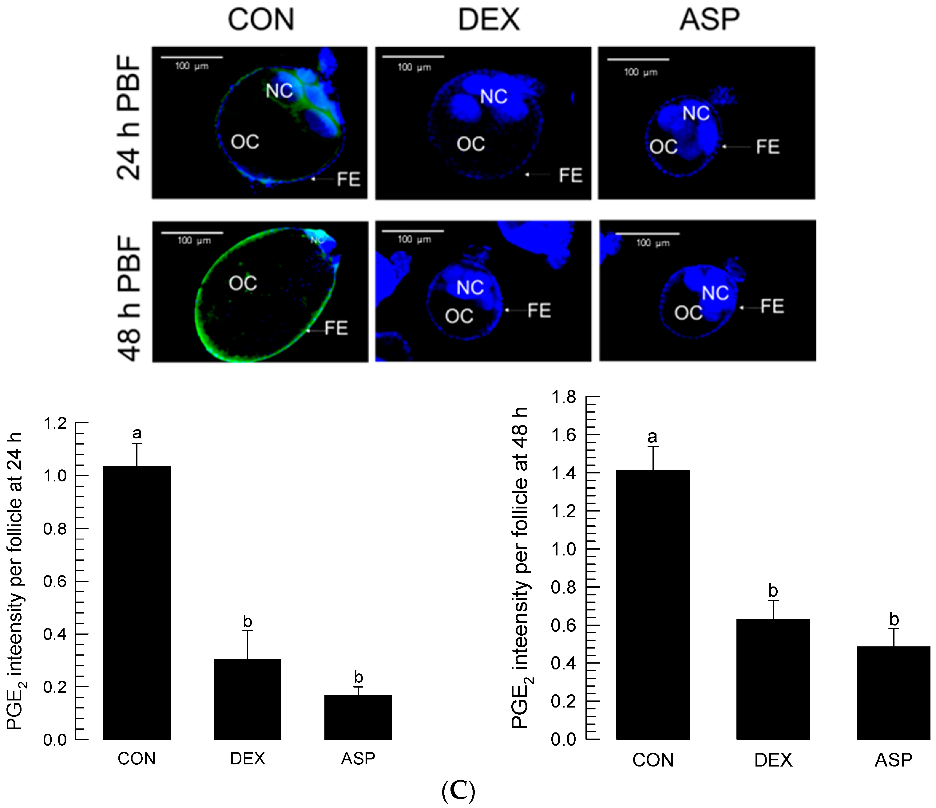 Cells 11 04092 g003b
