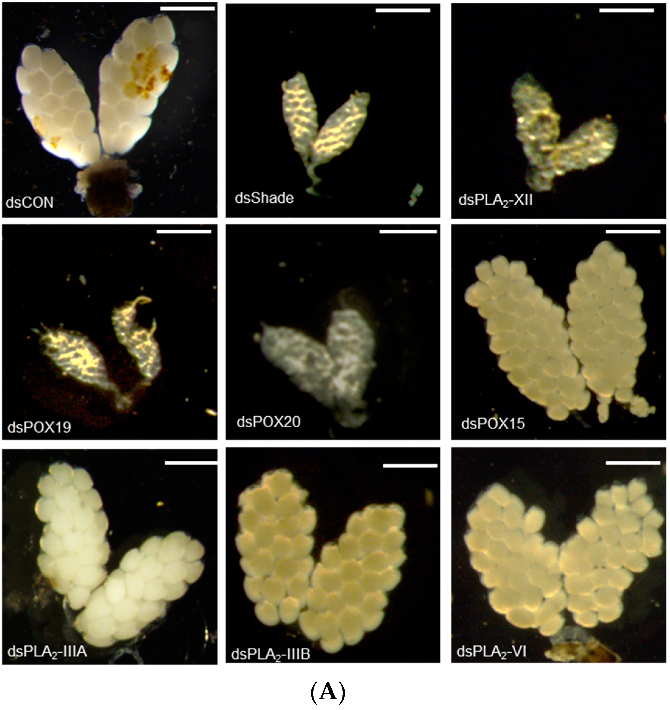 Cells 11 04092 g007a