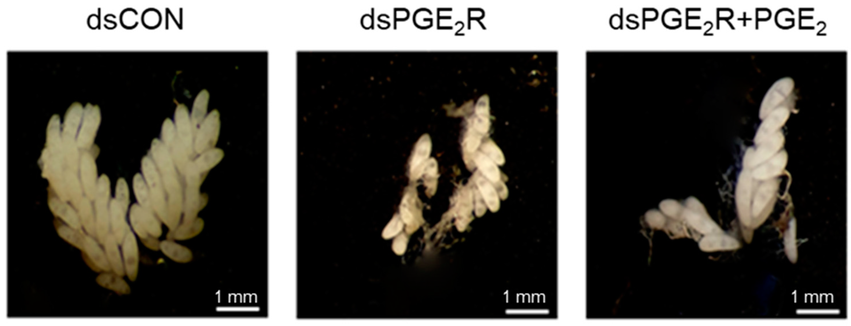 Cells 11 04092 g008a