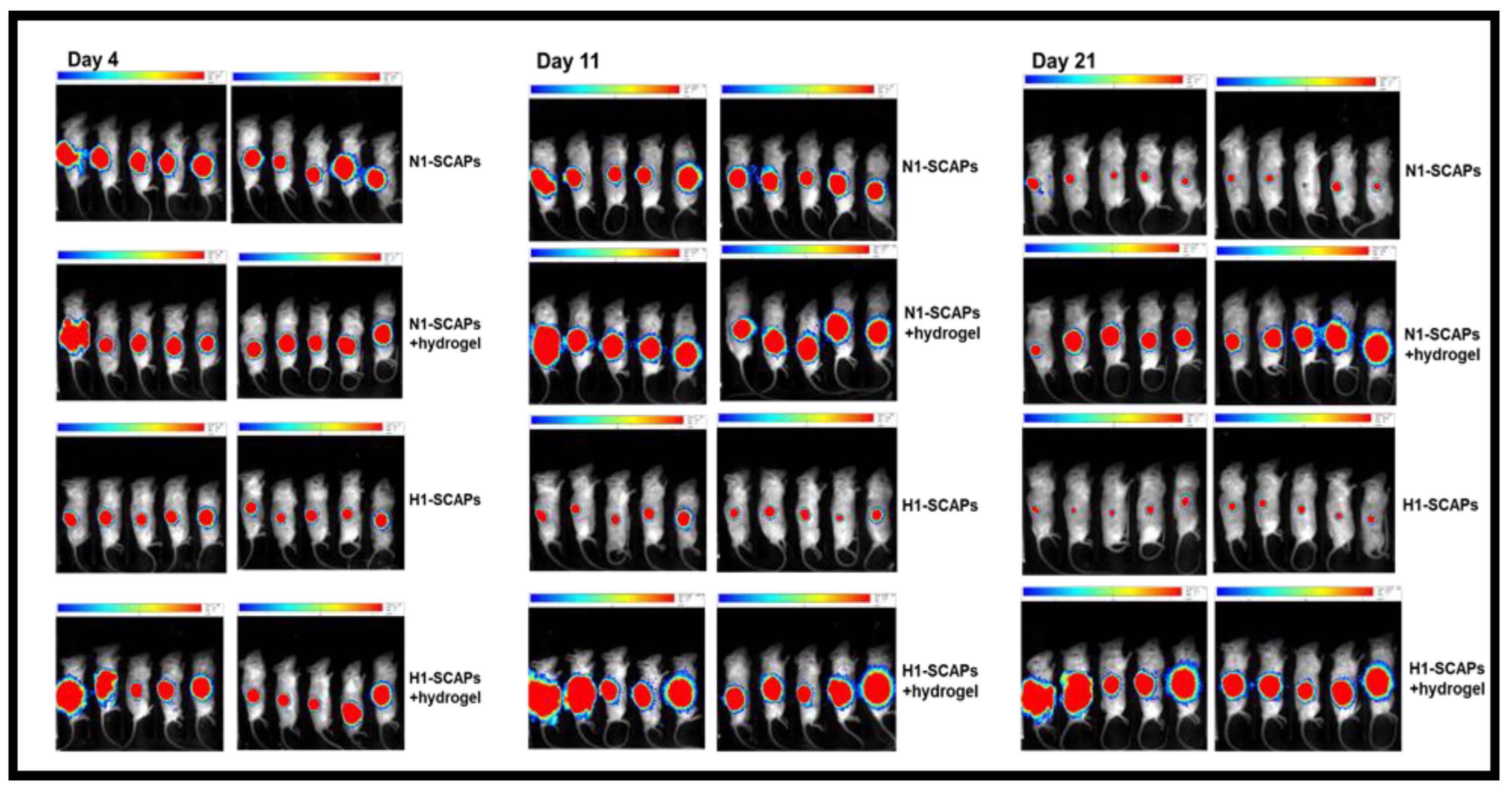 Cells 11 04098 g005 Cells 11 04098 g005