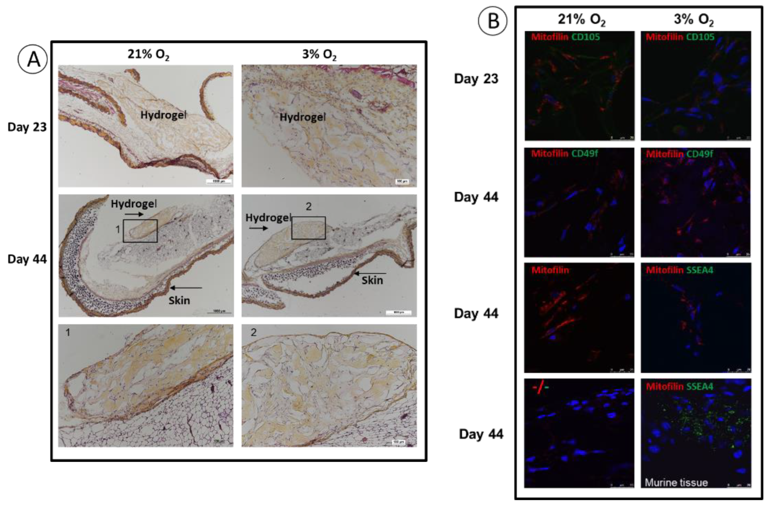 Cells 11 04098 g007 Cells 11 04098 g007
