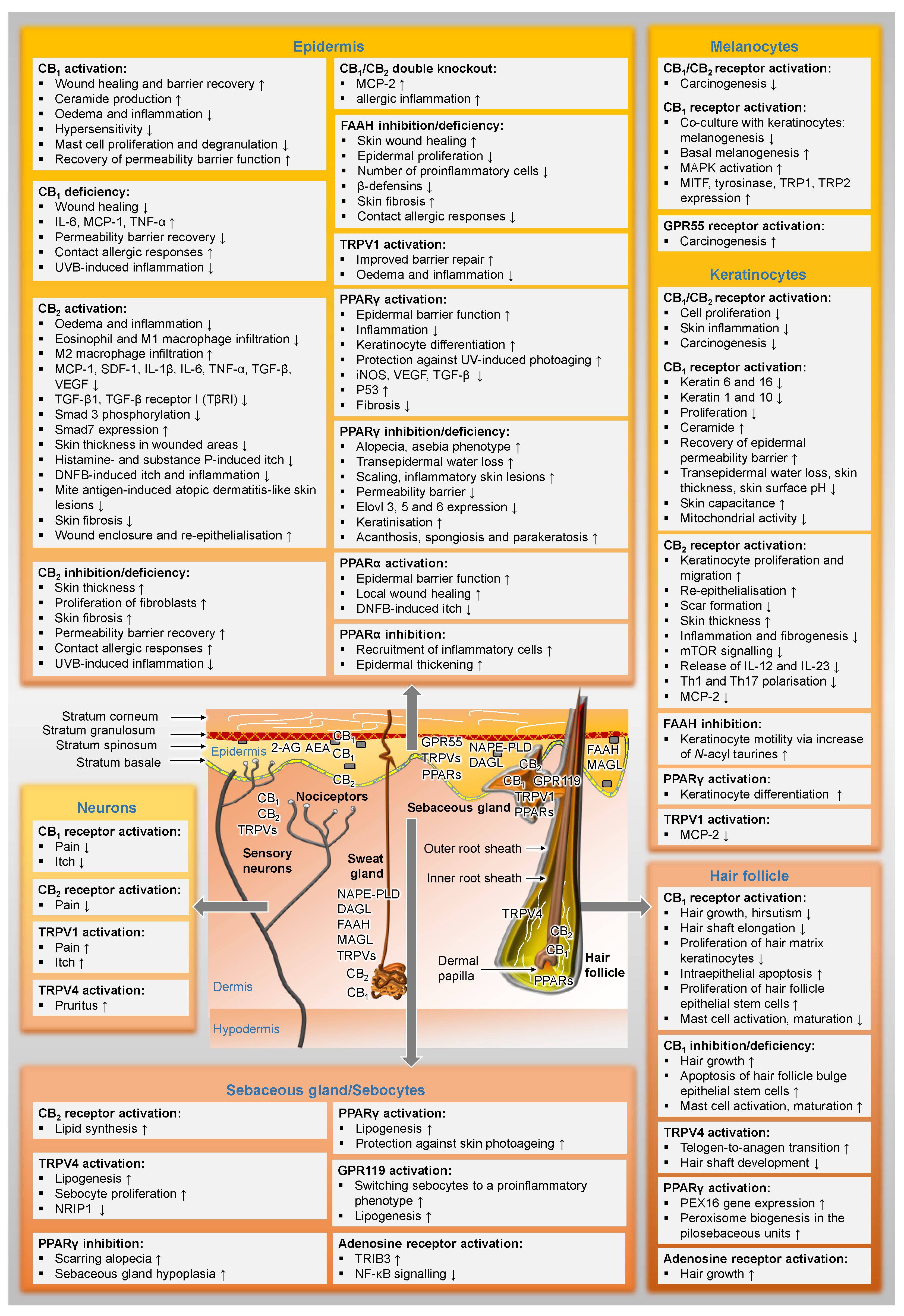 Cells 11 04102 g002 Cells 11 04102 g002