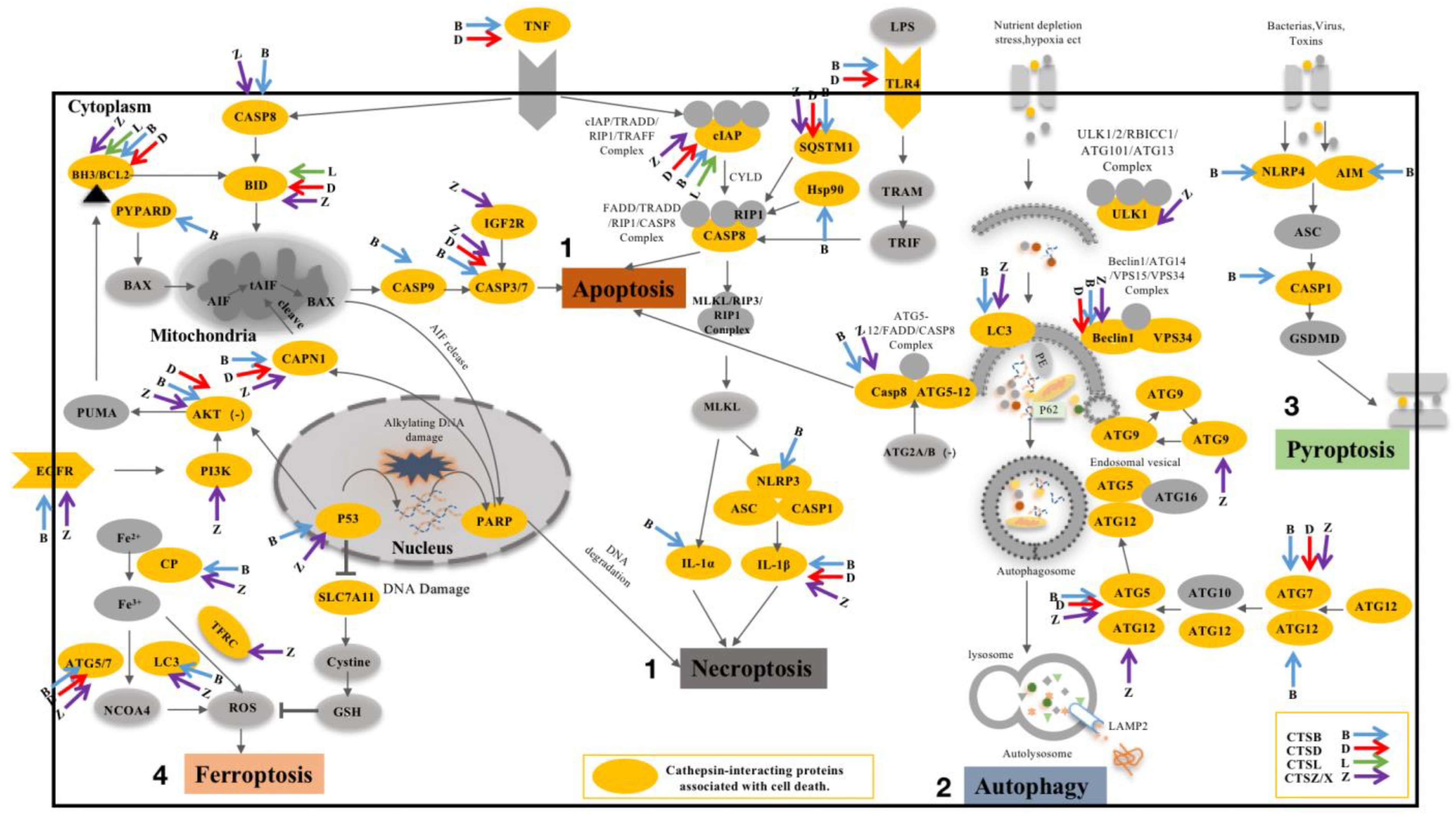 Cells 11 04108 g004 Cells 11 04108 g004