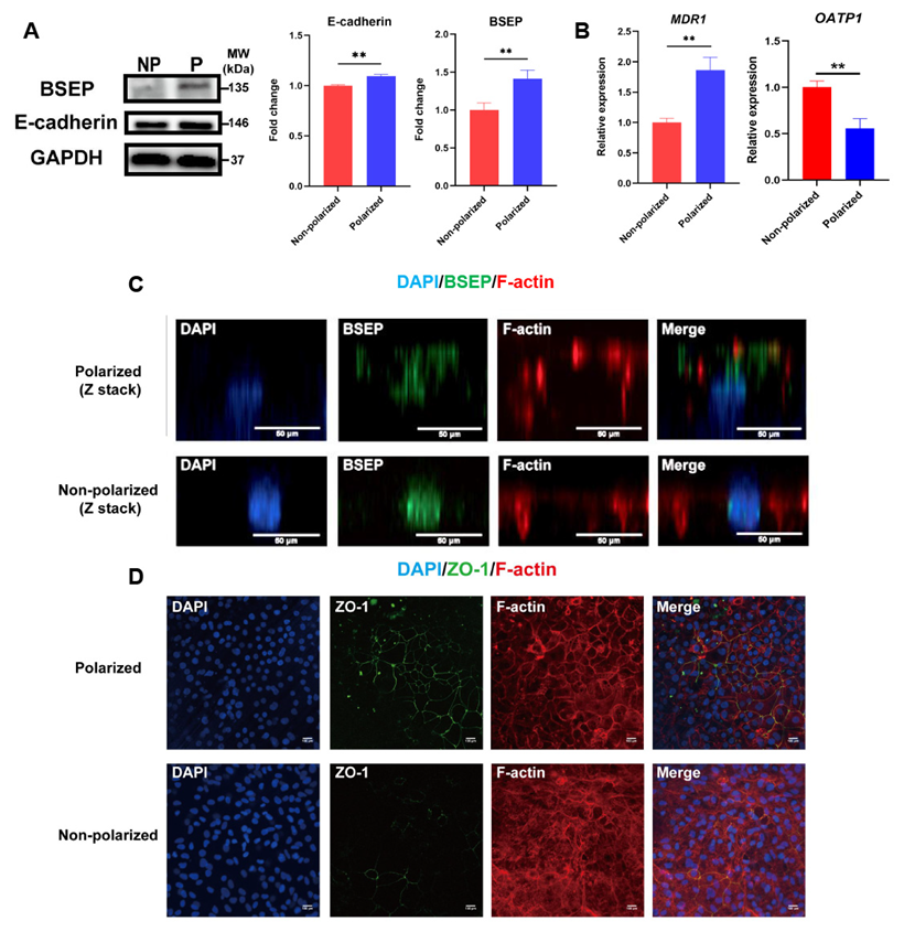 Cells 11 04117 g003