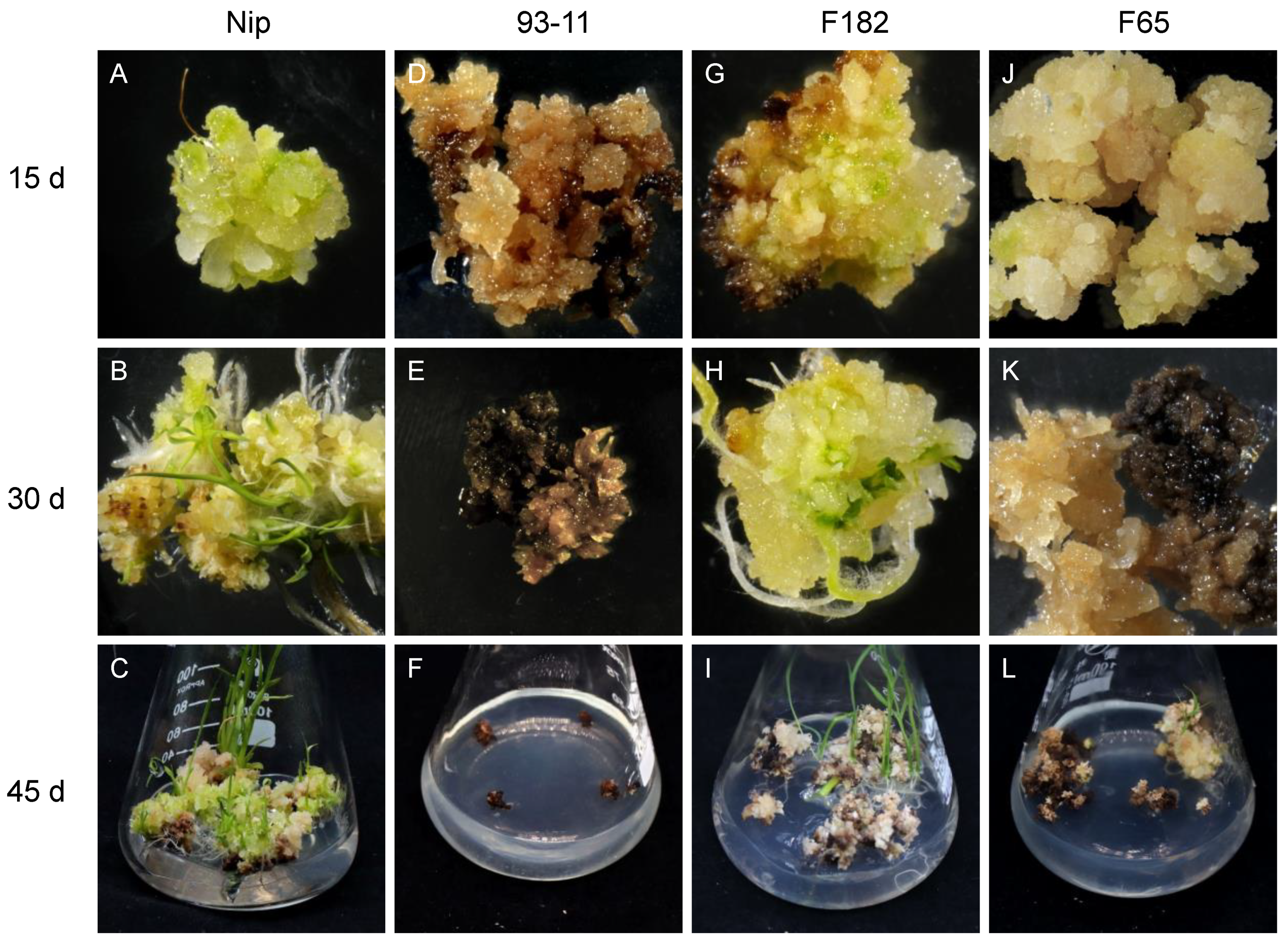 Cells 11 04125 g001 Cells 11 04125 g001