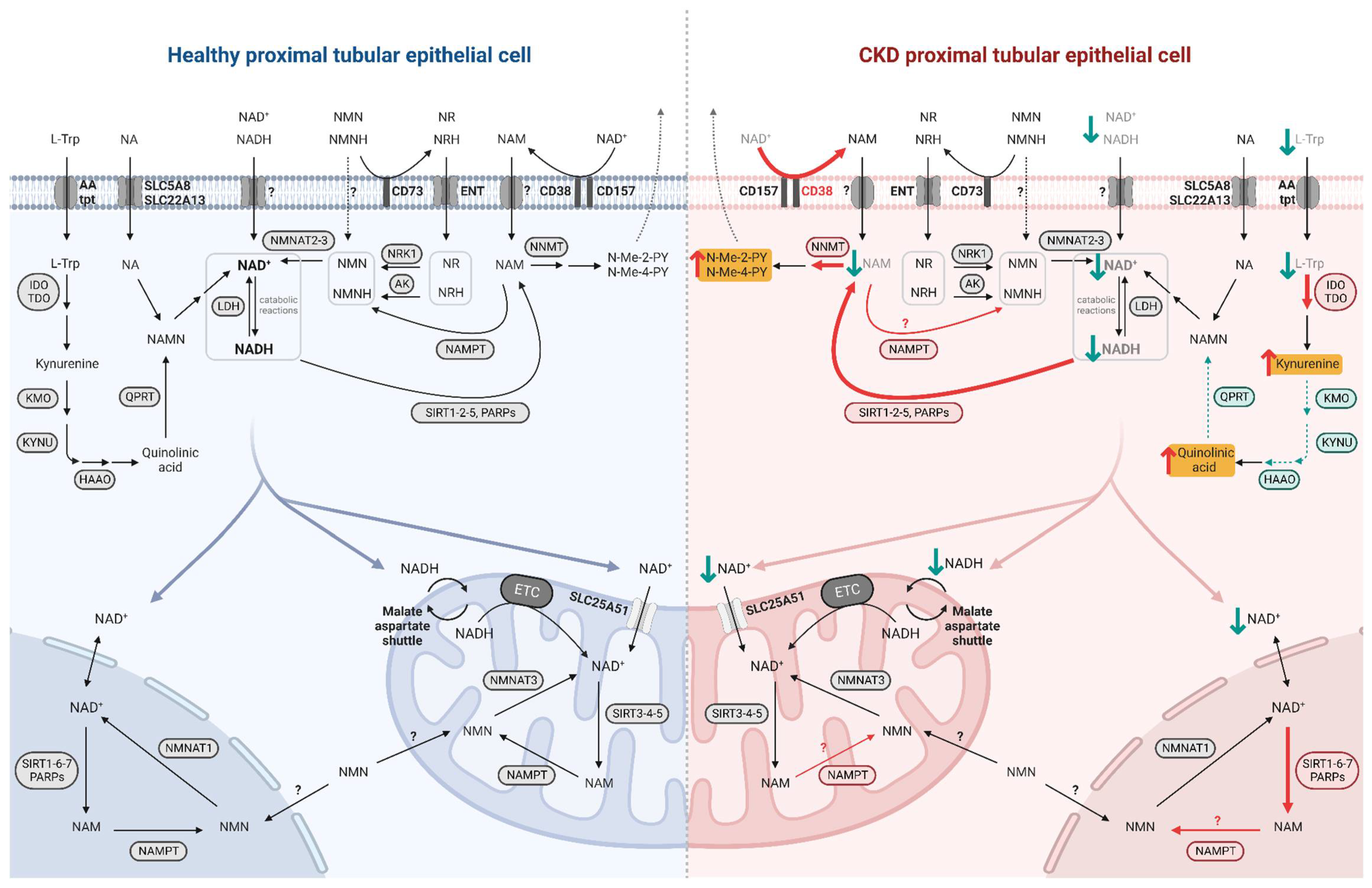 Cells 12 00021 g002 Cells 12 00021 g002